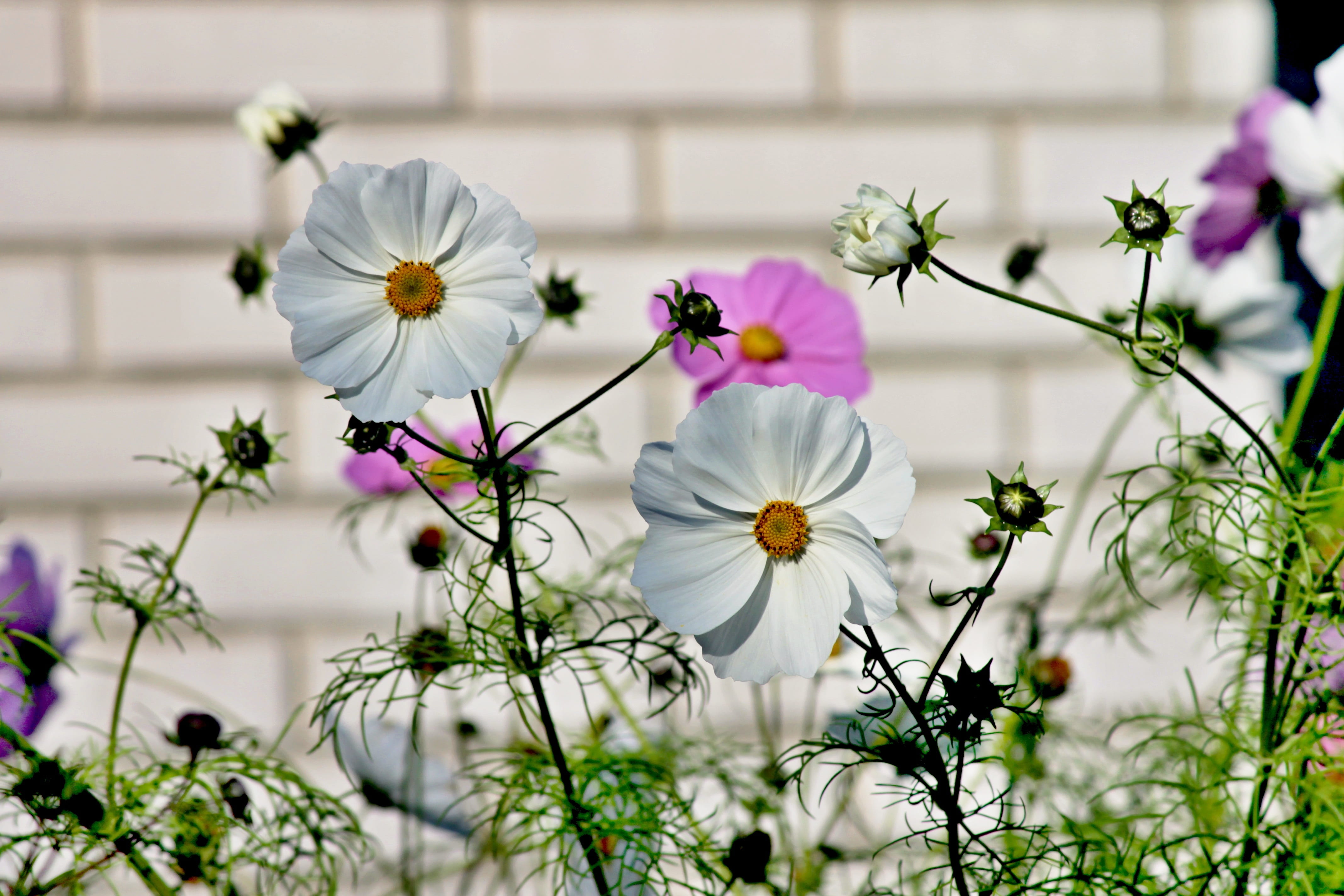 selective focus, purple, freshness, outdoors, pink flower, day, plant, close, flowers, summer, composites, flower meadow, white color, 4K, bloom, close-up, HD Wallpaper