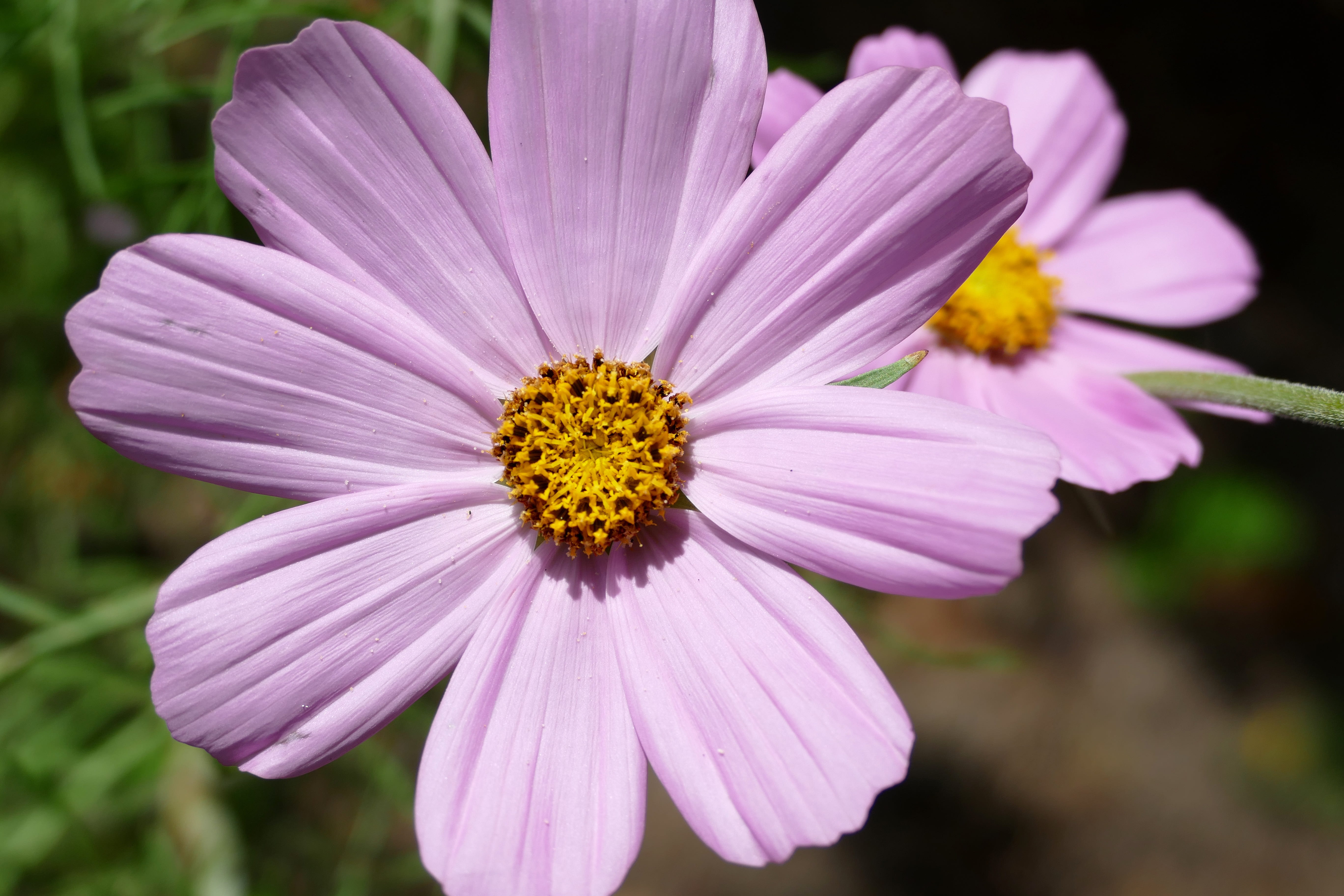 summer, outdoors, close-up, 5K, plant, inflorescence, growth, flower, vulnerability, no people, pollination, petal, pink flower, focus on foreground, purple, HD Wallpaper