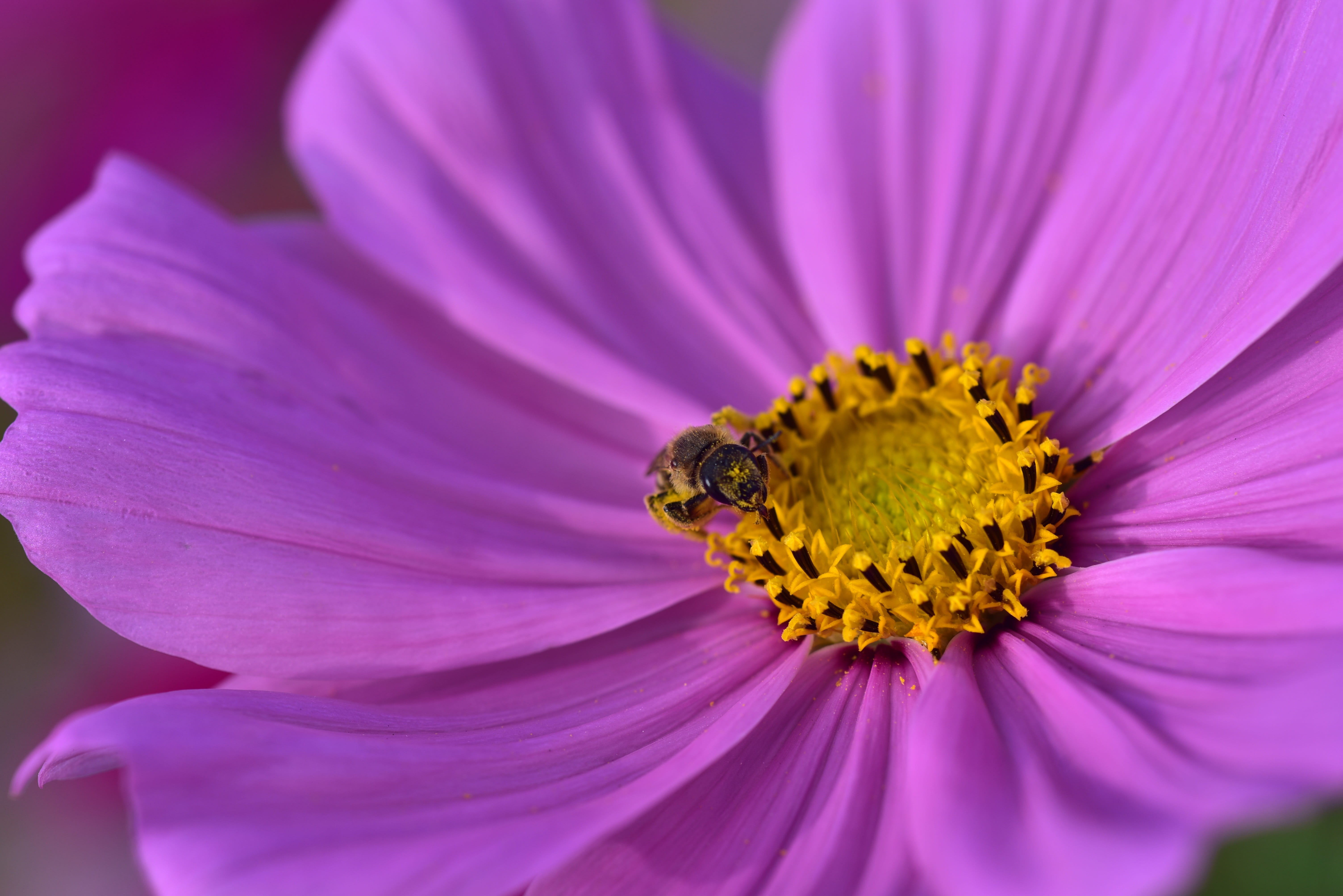 kosmee, violet, pink color, ornamental plant, flower garden, composites, flower, garden, flower head, cosmos, pollination, blossom, beauty in nature, nature, HD Wallpaper