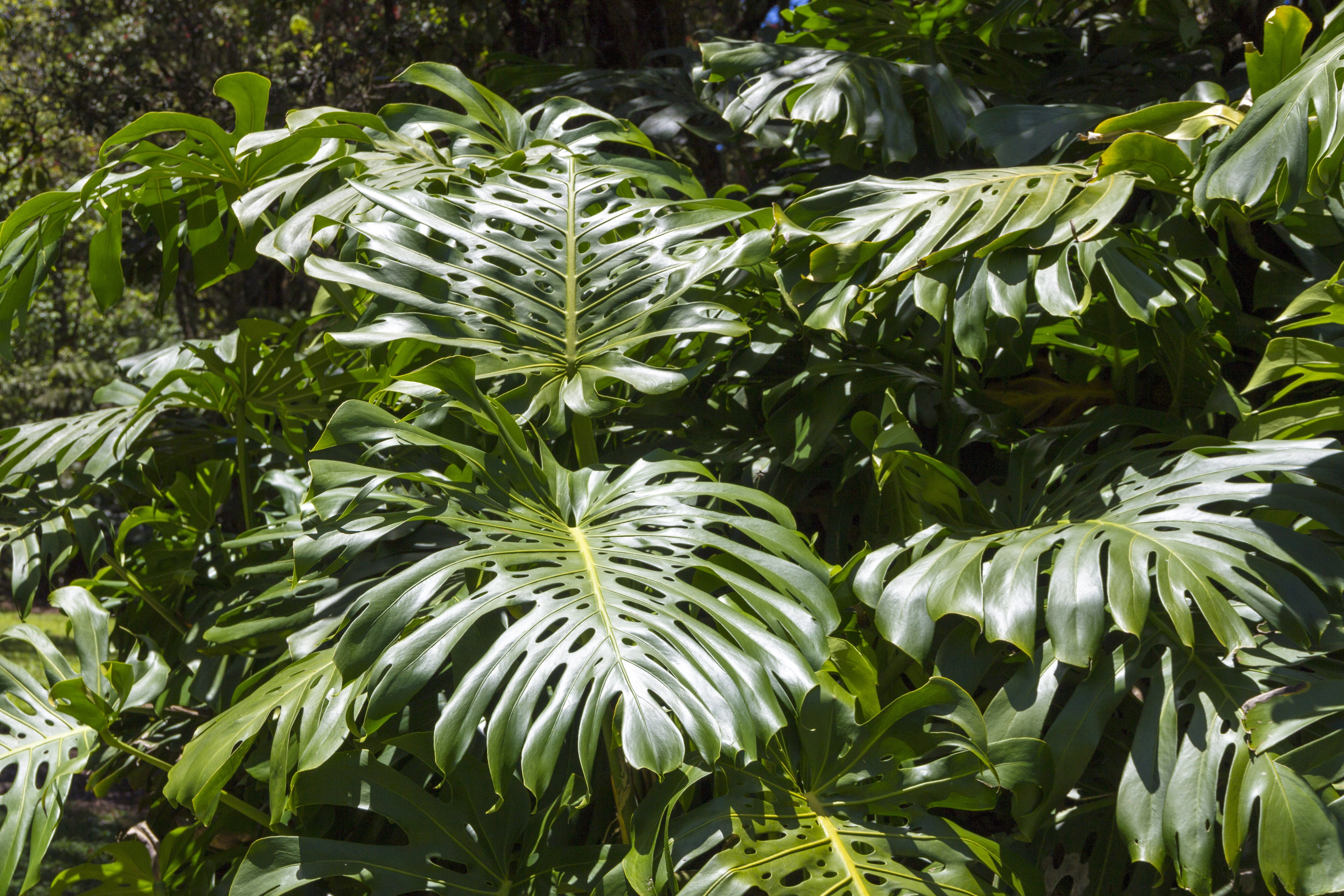 philodendron, no people, tropical, tree, food and drink, foliage, vulnerability, leafed, plants, botany, floral, beauty in nature, tranquility, park, green, HD Wallpaper