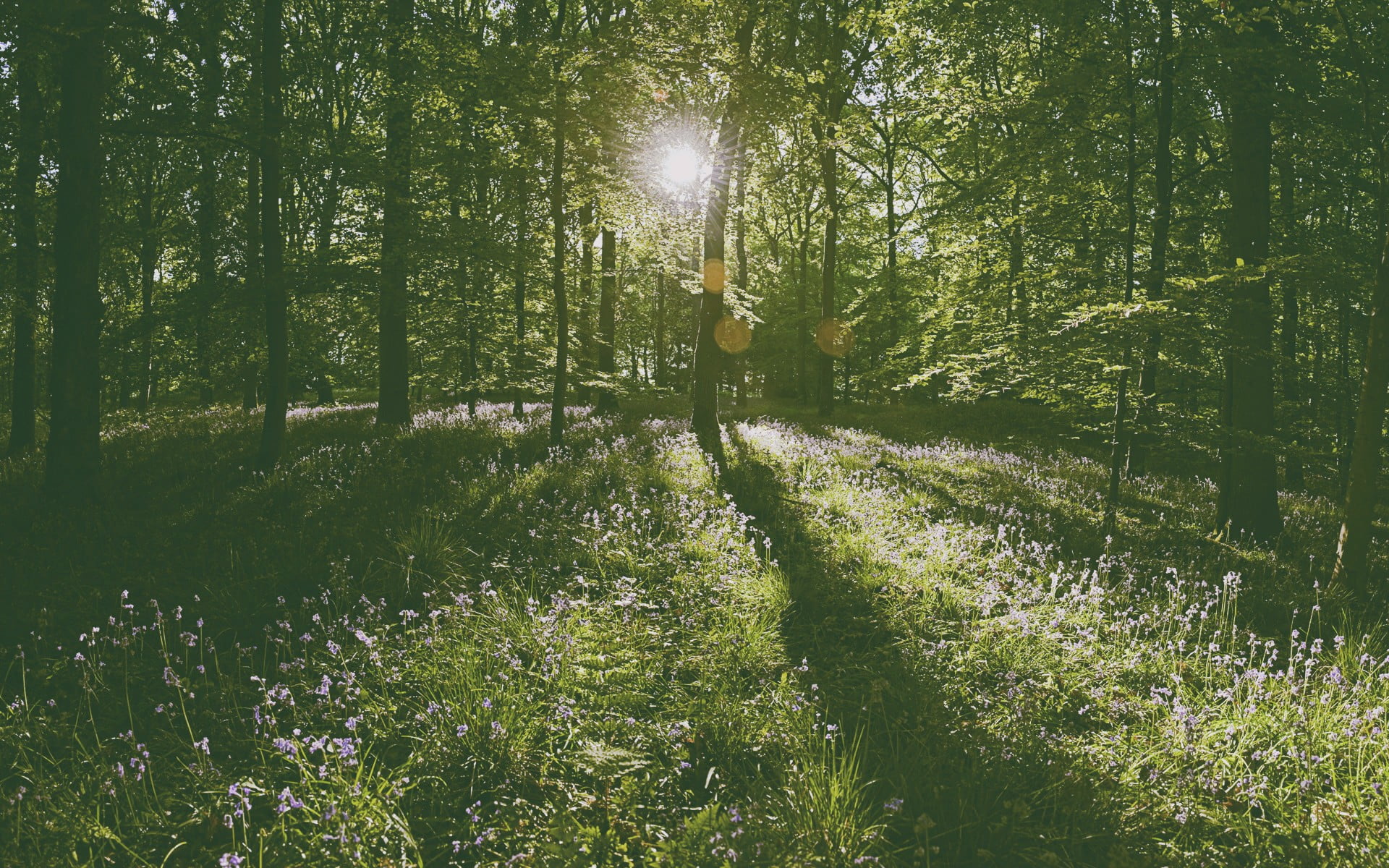 green, lens flare, green color, bright, streaming, land, woodland, day, forest, trail, scenics - nature, no people, brown, tranquil scene, sun, beauty in nature, HD Wallpaper