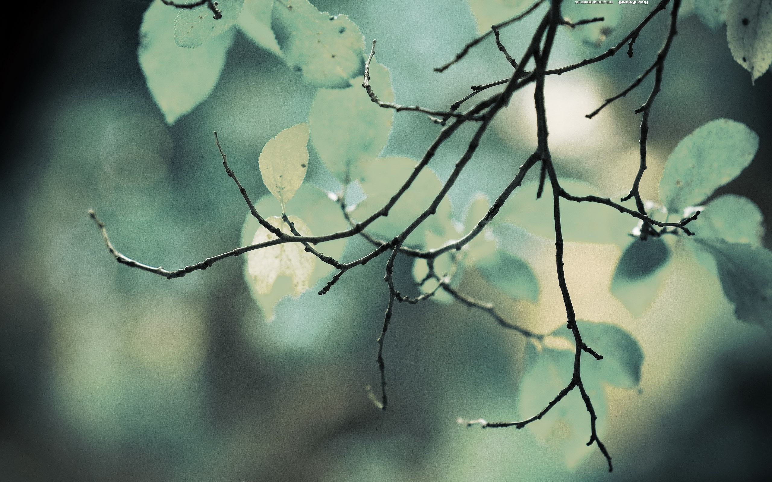 nature, plants, 2K, gray, twigs, leaves, macro, green, HD Wallpaper
