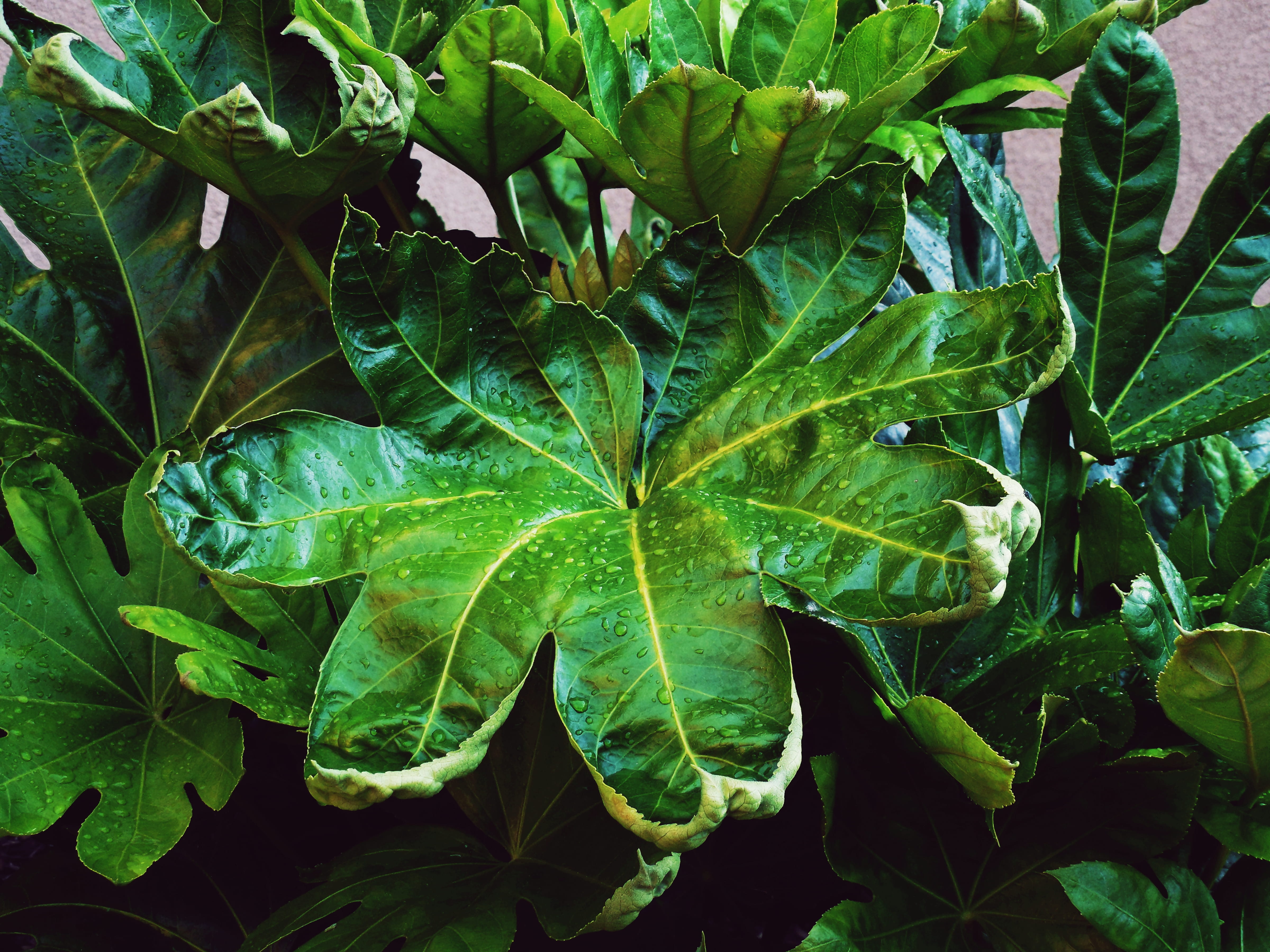 high angle view, raindrops, tranquility, 4K, plant, leaf, rain, philodendron, nature, freshness, land, live, beauty in nature, green color, tropical, large, HD Wallpaper