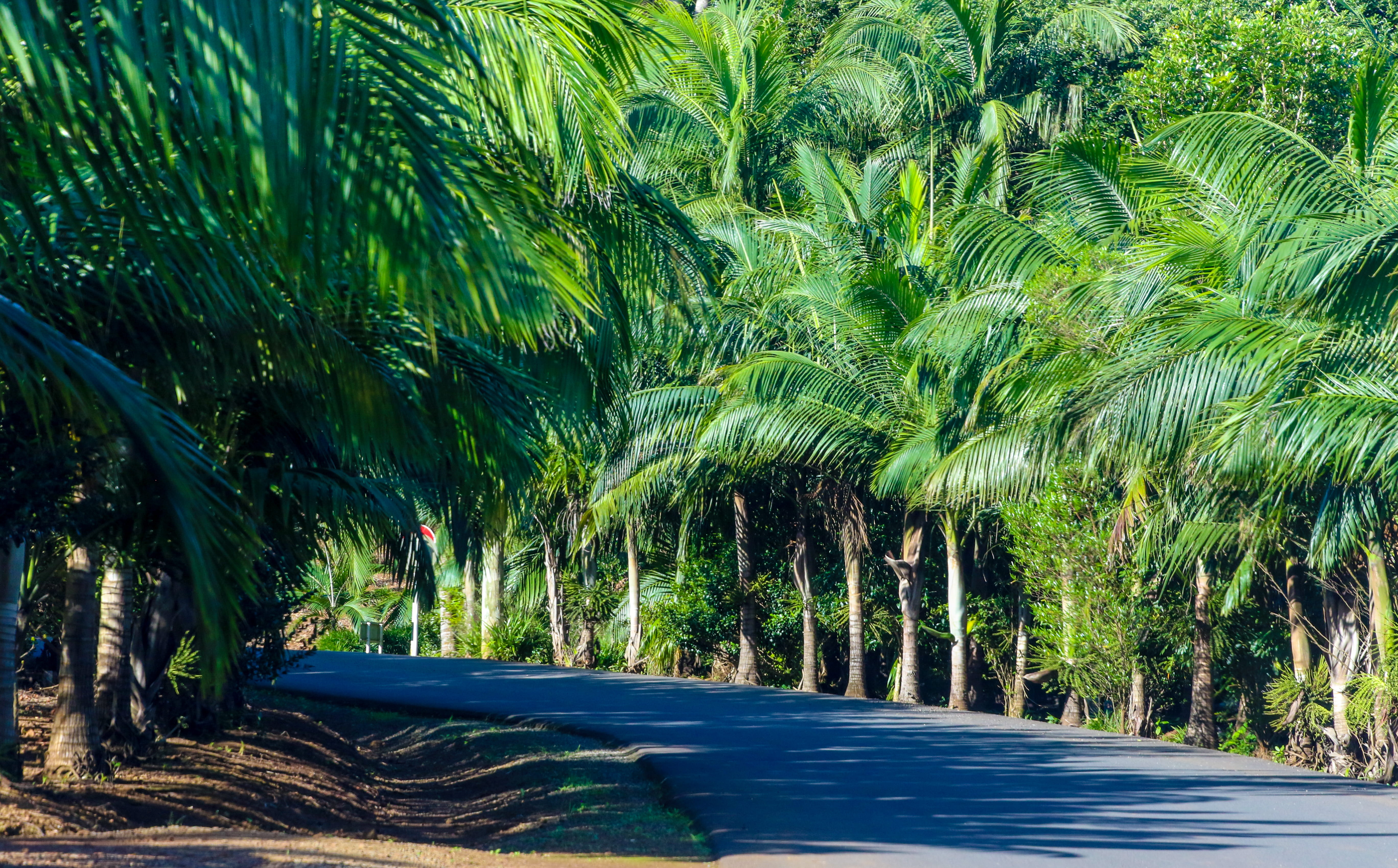 flora, green color, 5K, palm tree, palm trees, direction, tree, day, sunlight, transportation, trees, beauty in nature, idyllic, growth, scenics - nature, HD Wallpaper