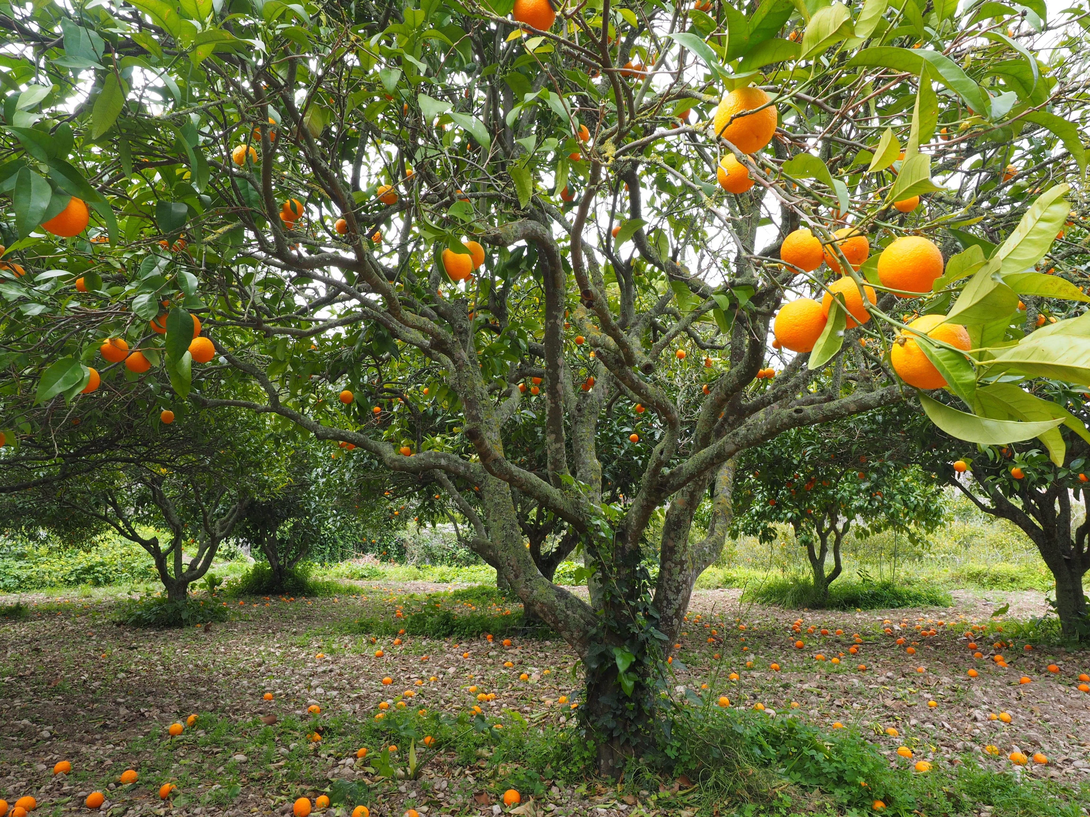 ripe, mediterranean, periwinkle, beauty in nature, 4K, fruit, vitamins, diamond green, fruity, daytime, growth, nutrition, orange grove, citrus fruit, HD Wallpaper