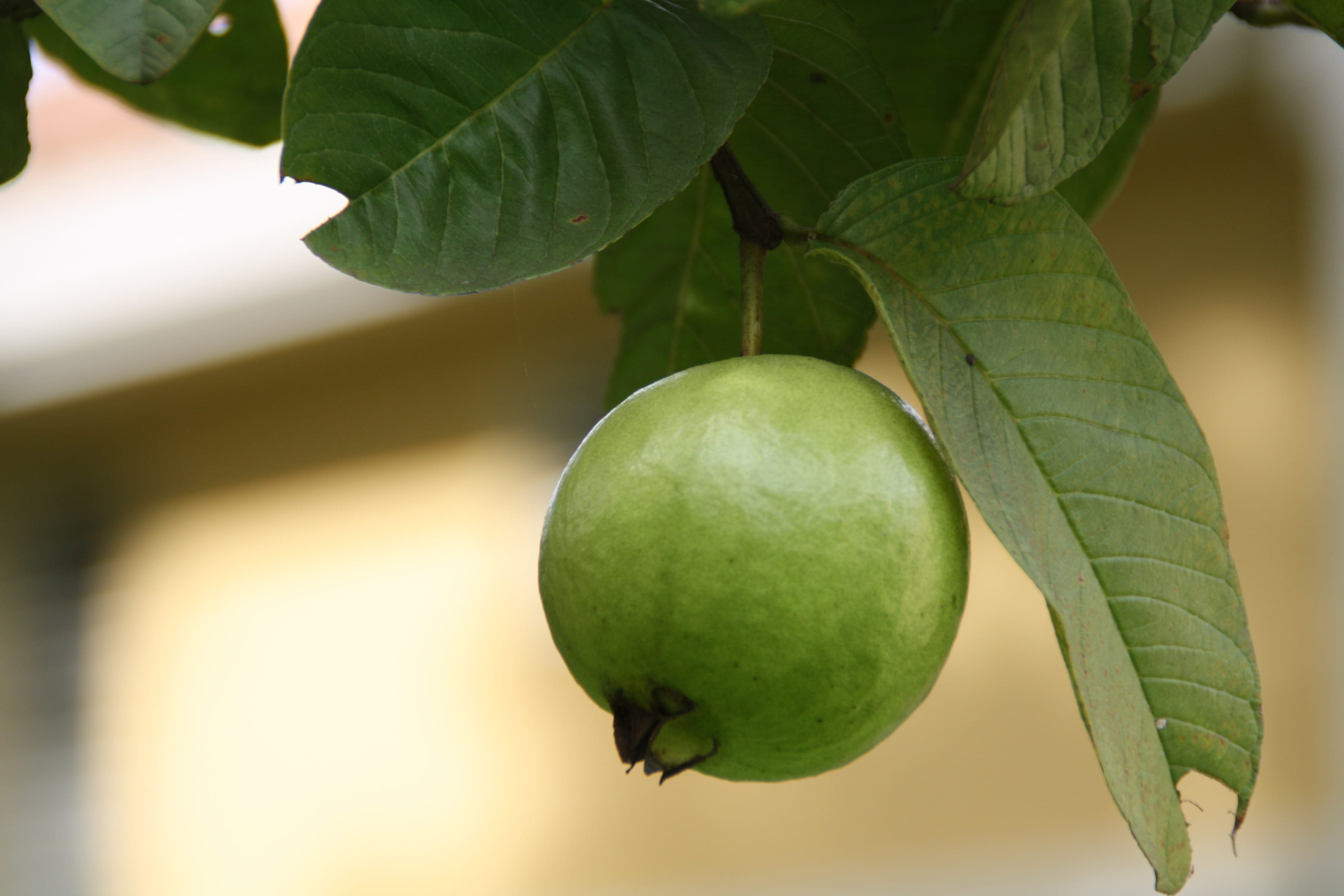 fruiting, fruit, branches, exotic, growth, stems, nature, fruits, food and drink, gardening, fresh, leaf, day, wellbeing, tasty, sweet, delicious, guava, HD Wallpaper