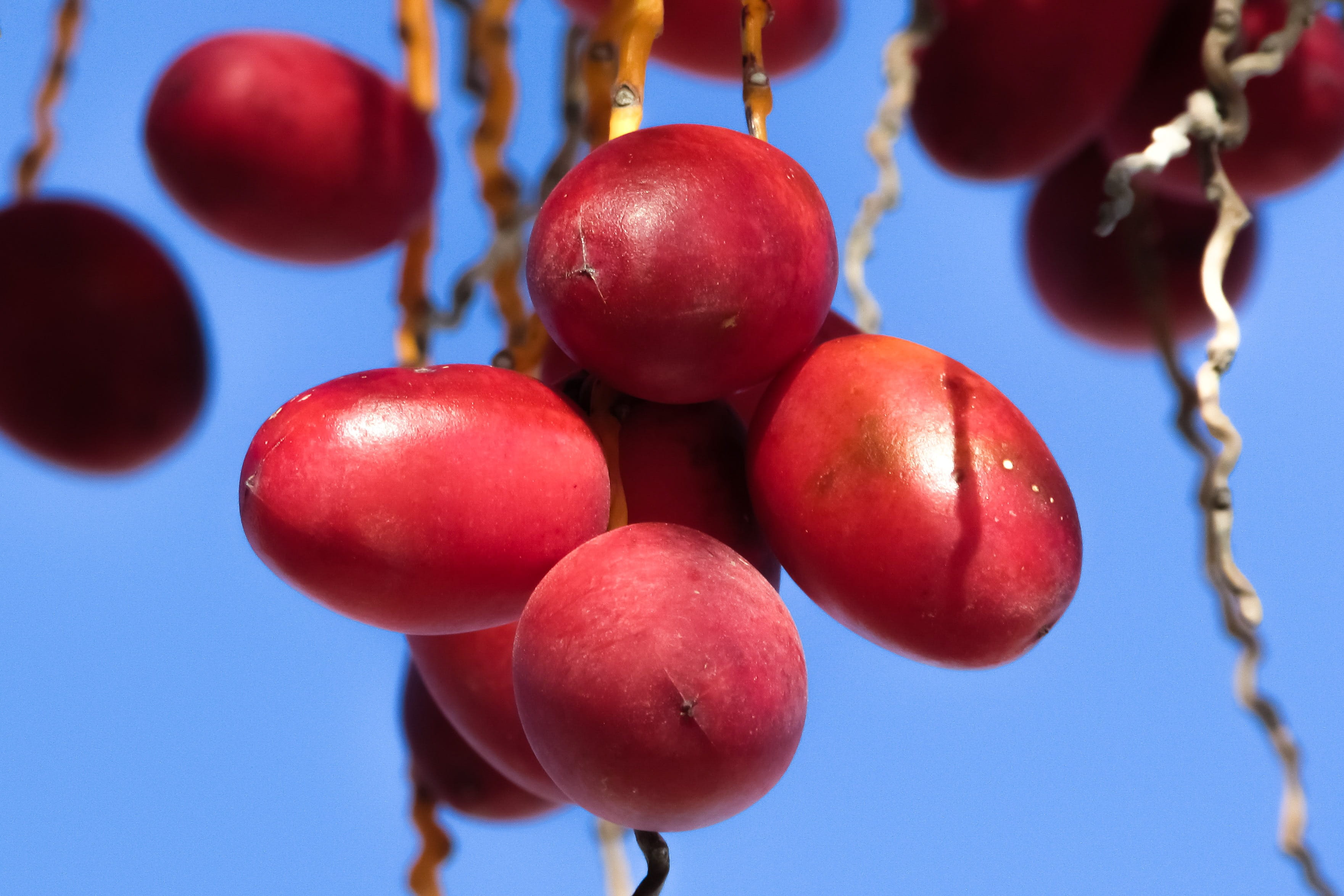 food, agriculture, tropical, hanging, red, day, juicy, blue, phoenix dactylifera, healthy, delicious, healthy lifestyle, date palm, growth, plant, nature, HD Wallpaper