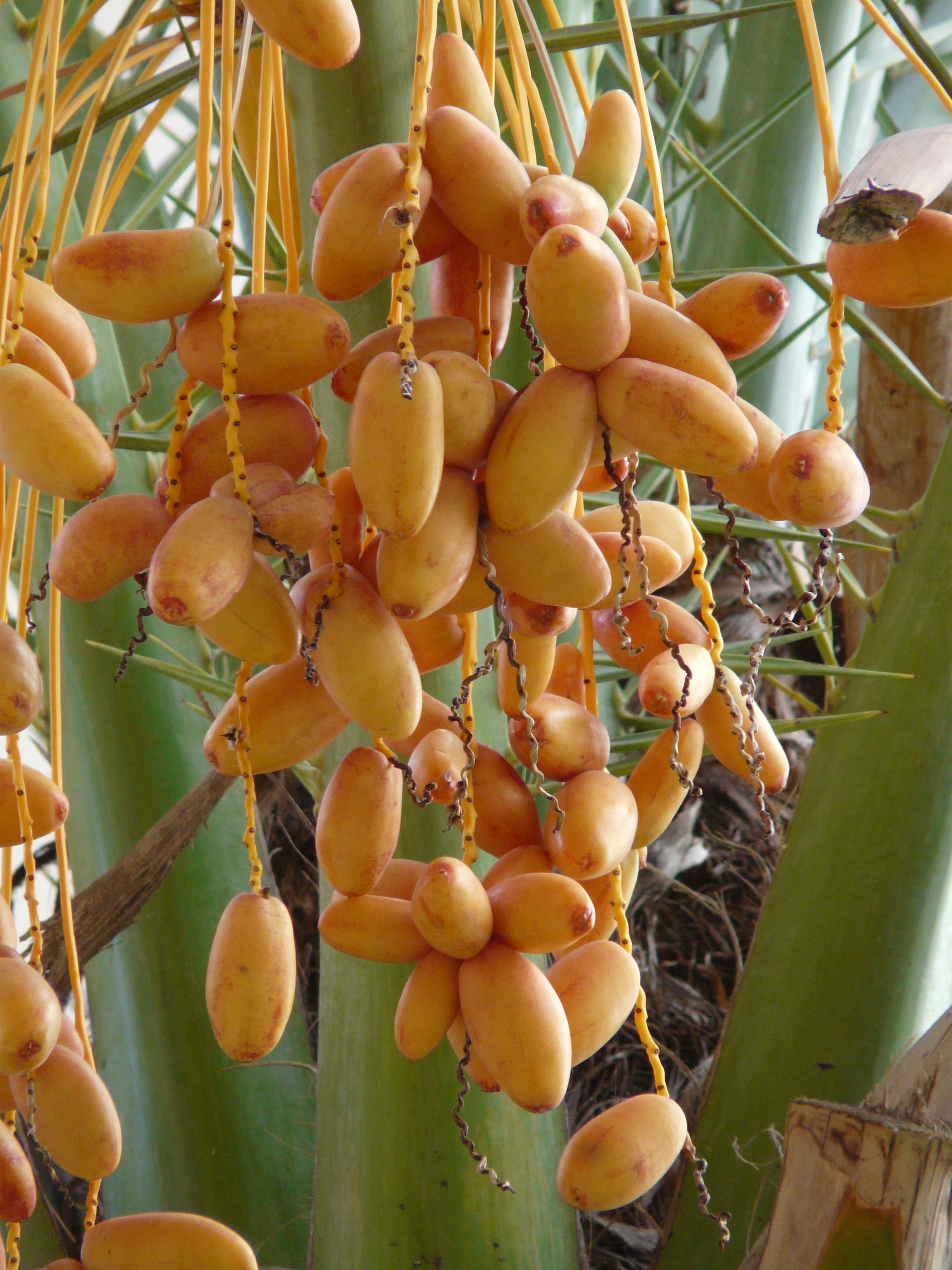 hanging, food and drink, fruit, food, wellbeing, tree, growth, focus on foreground, agriculture, date palm fruit, low angle view, Palm Fruit, beauty in nature, Phone HD Wallpaper