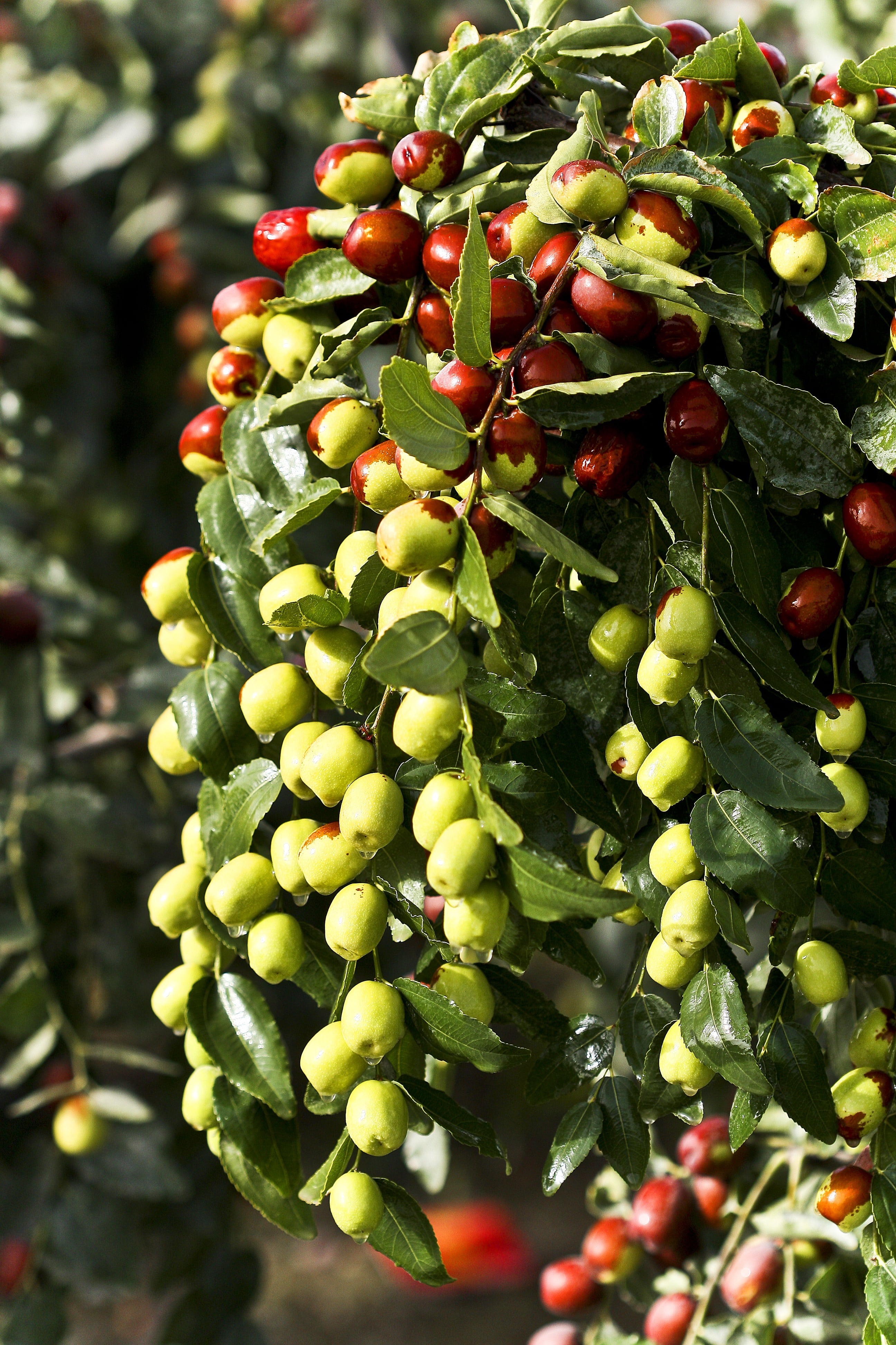 plant, tree, focus on foreground, day, fruit, vegetable, jujube, 4K, growth, leaf, outdoors, healthy eating, close-up, freshness, date tree, red, food, Phone HD Wallpaper
