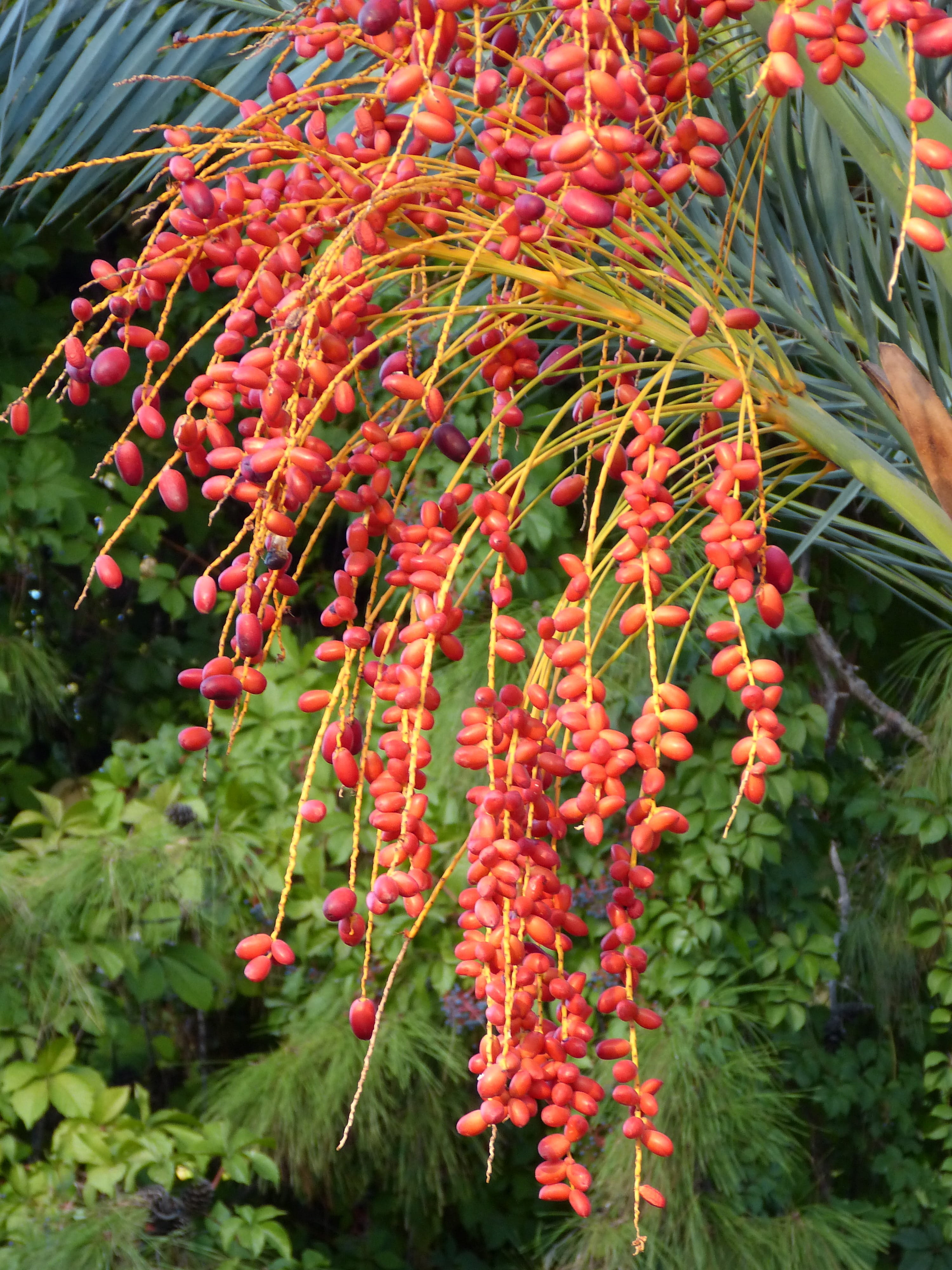 flower, date, plant part, growth, date palm fruit, close-up, Palm, plant, pome fruit, beauty in nature, orange color, food, nature, Date, Date Palm, red, Phone HD Wallpaper