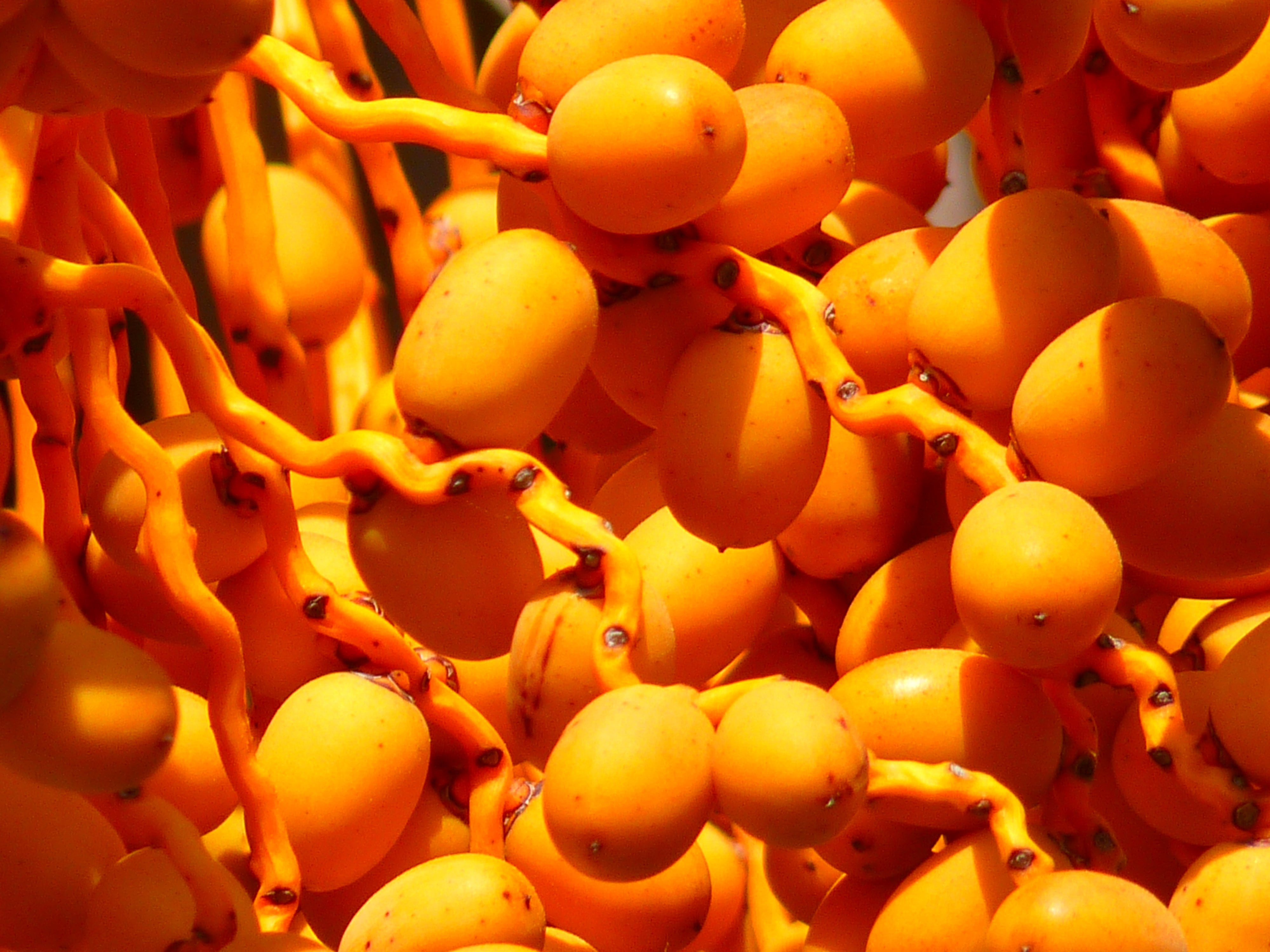orange, market stall, no people, orange color, close-up, vegetable, group, day, fruit, freshness, 4K, yellow, rowanberry, dates, large group of objects, HD Wallpaper