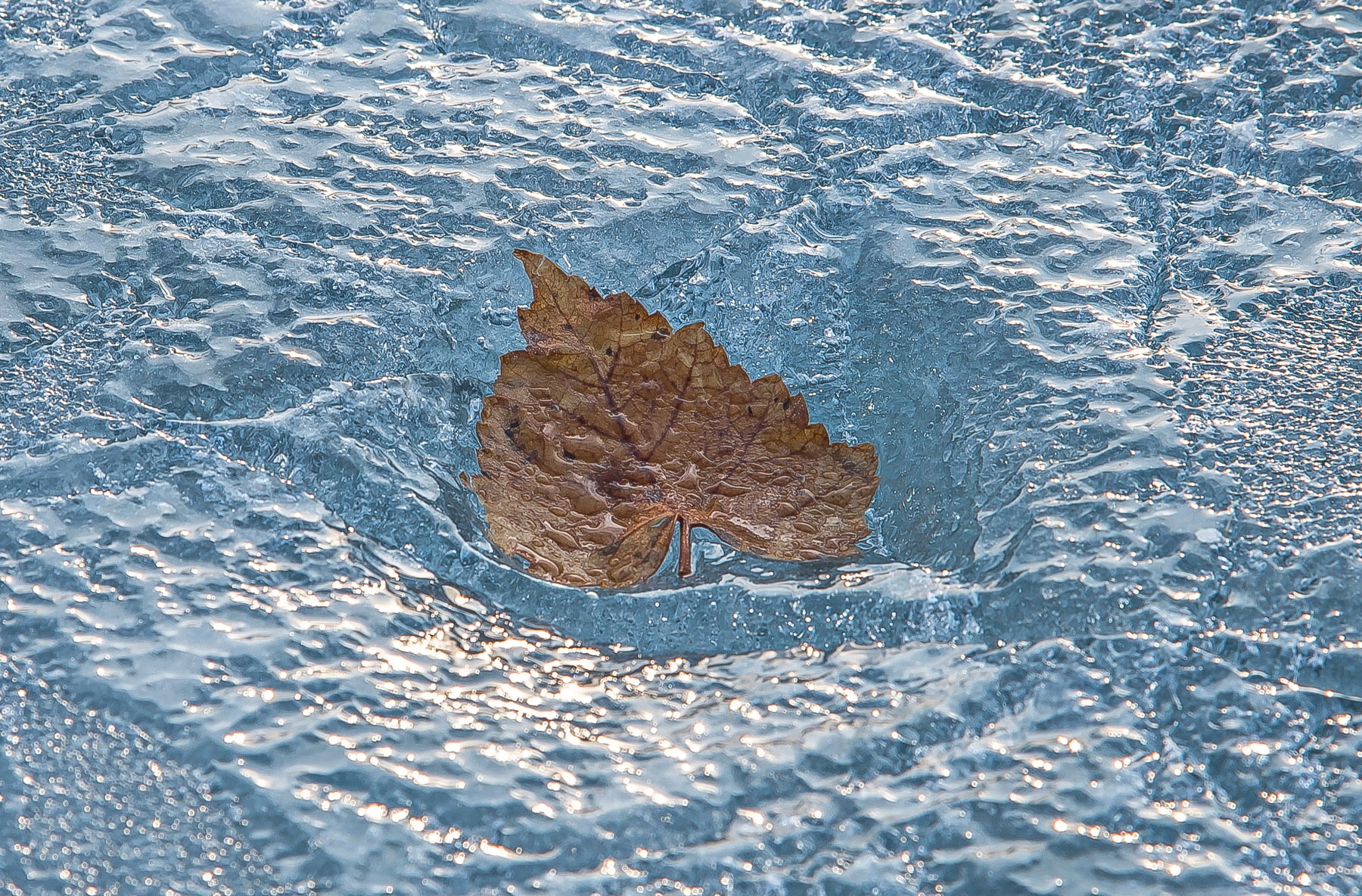 720P, beauty in nature, high angle view, floating, nature, plant part, autumn, cold temperature, frozen, single object, water, floating on water, leaf, HD Wallpaper
