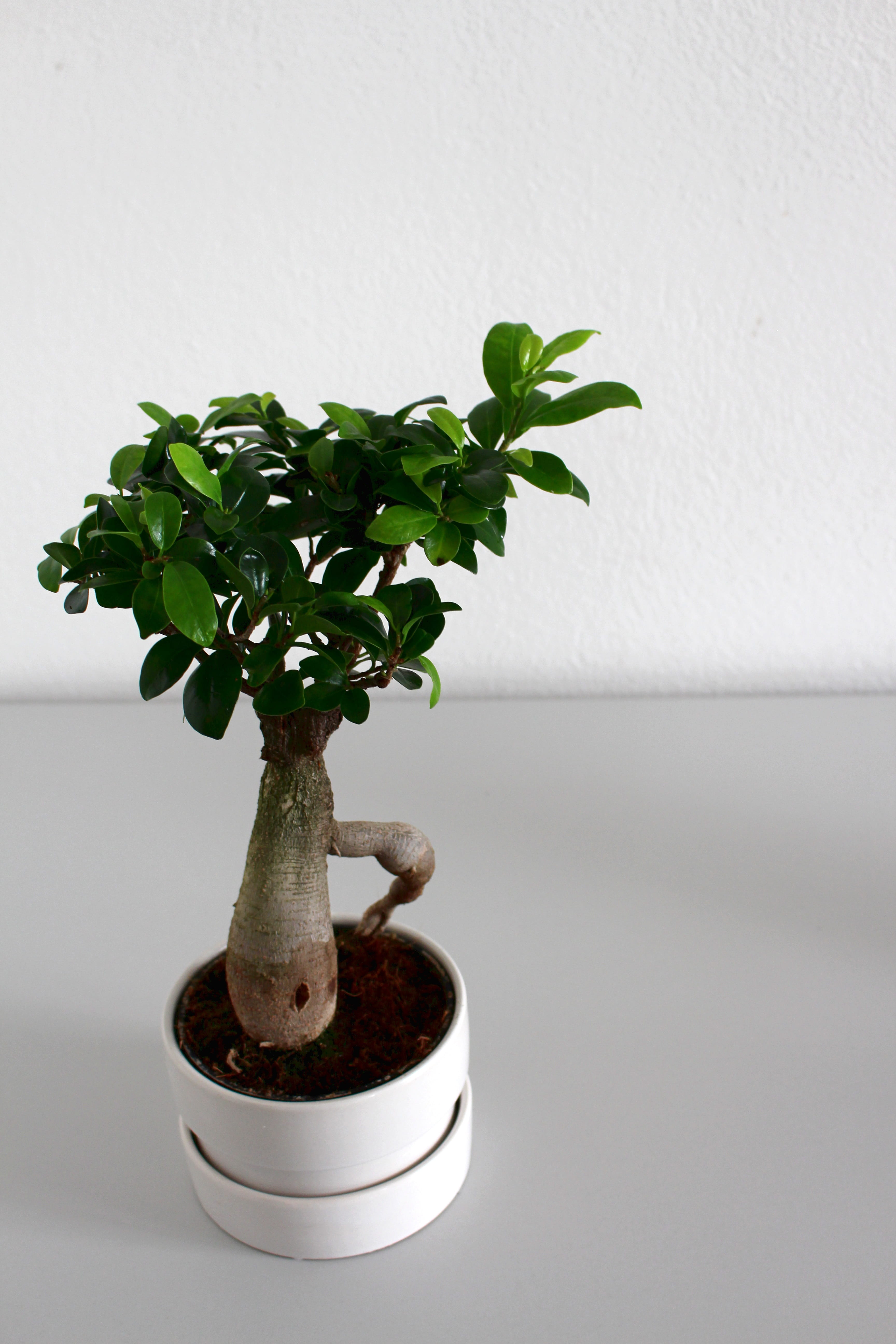 leaf, bonsai, flower pot, growth, green leaf, close-up, day, houseplant, ecology, houseleek, no people, plant, bonsai tree, wall - building feature, earth, Phone HD Wallpaper