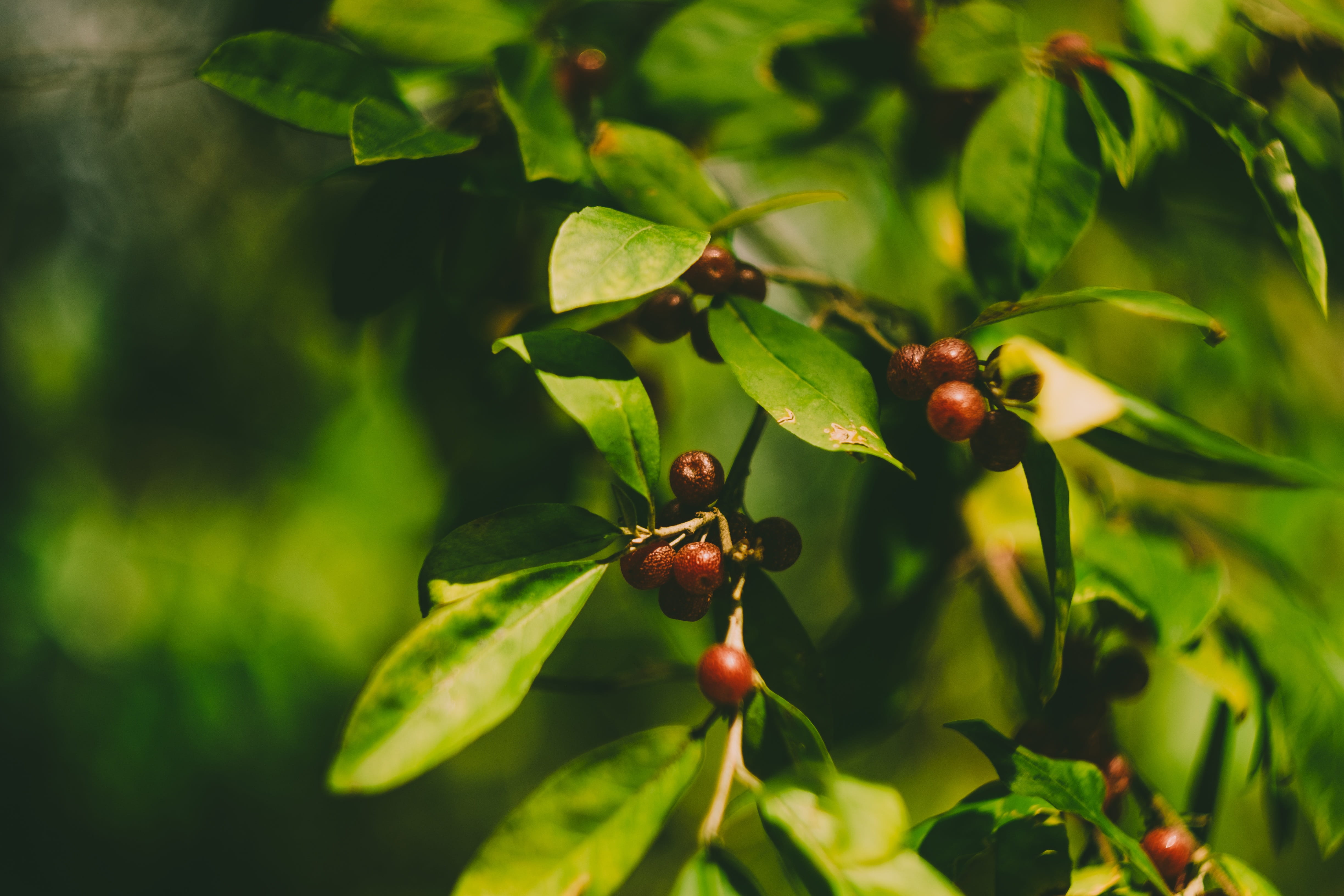 no people, outdoors, color, fruit, tree, focus on foreground, bosnia, leaf, harvest, healthy eating, close-up, beauty in nature, forest, leaves, bush, selective focus, HD Wallpaper
