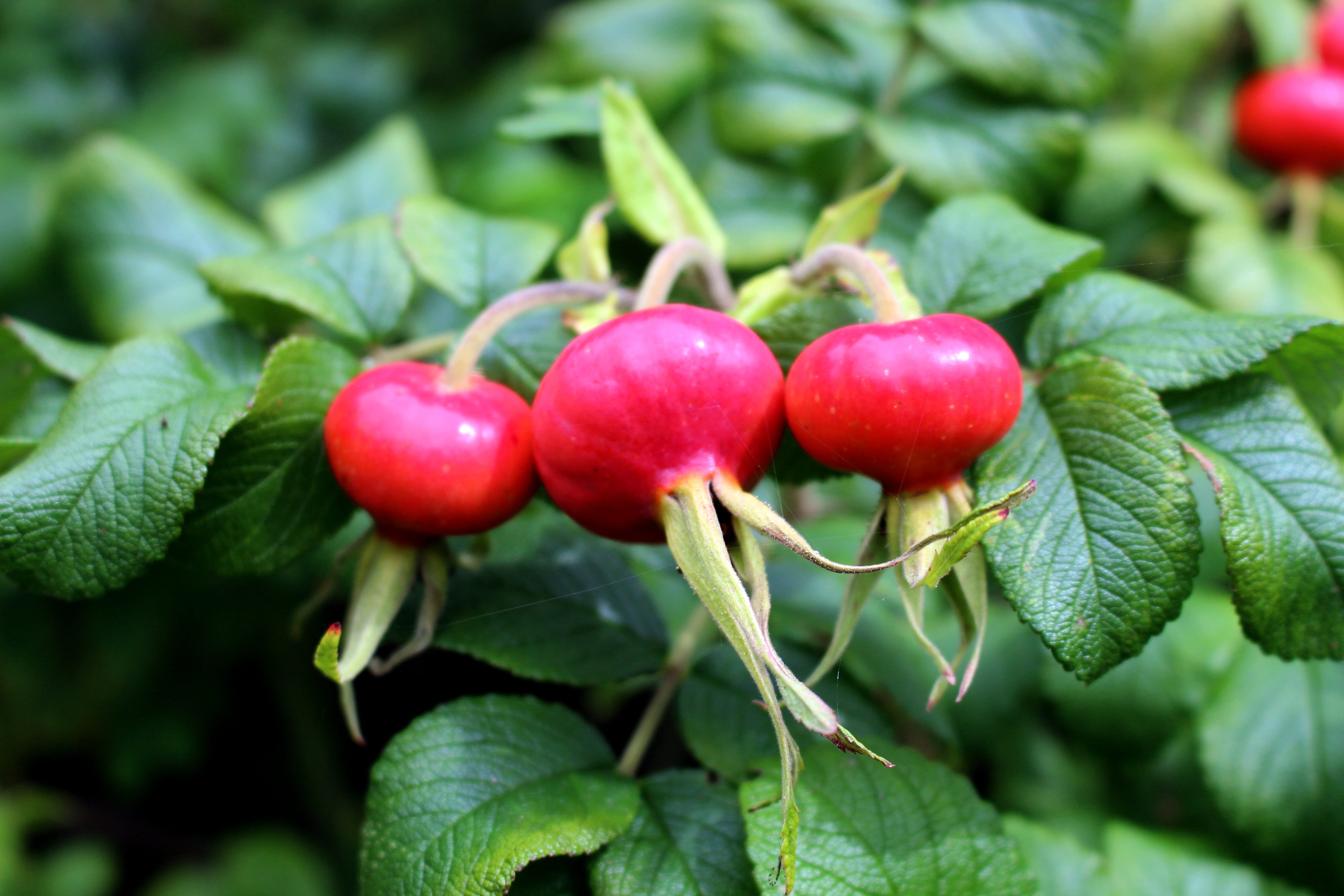 food and drink, healthy eating, japan rose, green color, rosa rugosa, outdoors, wellbeing, no people, wild rose, ripe, Leaves, rugosa, green, wild rose bush, HD Wallpaper