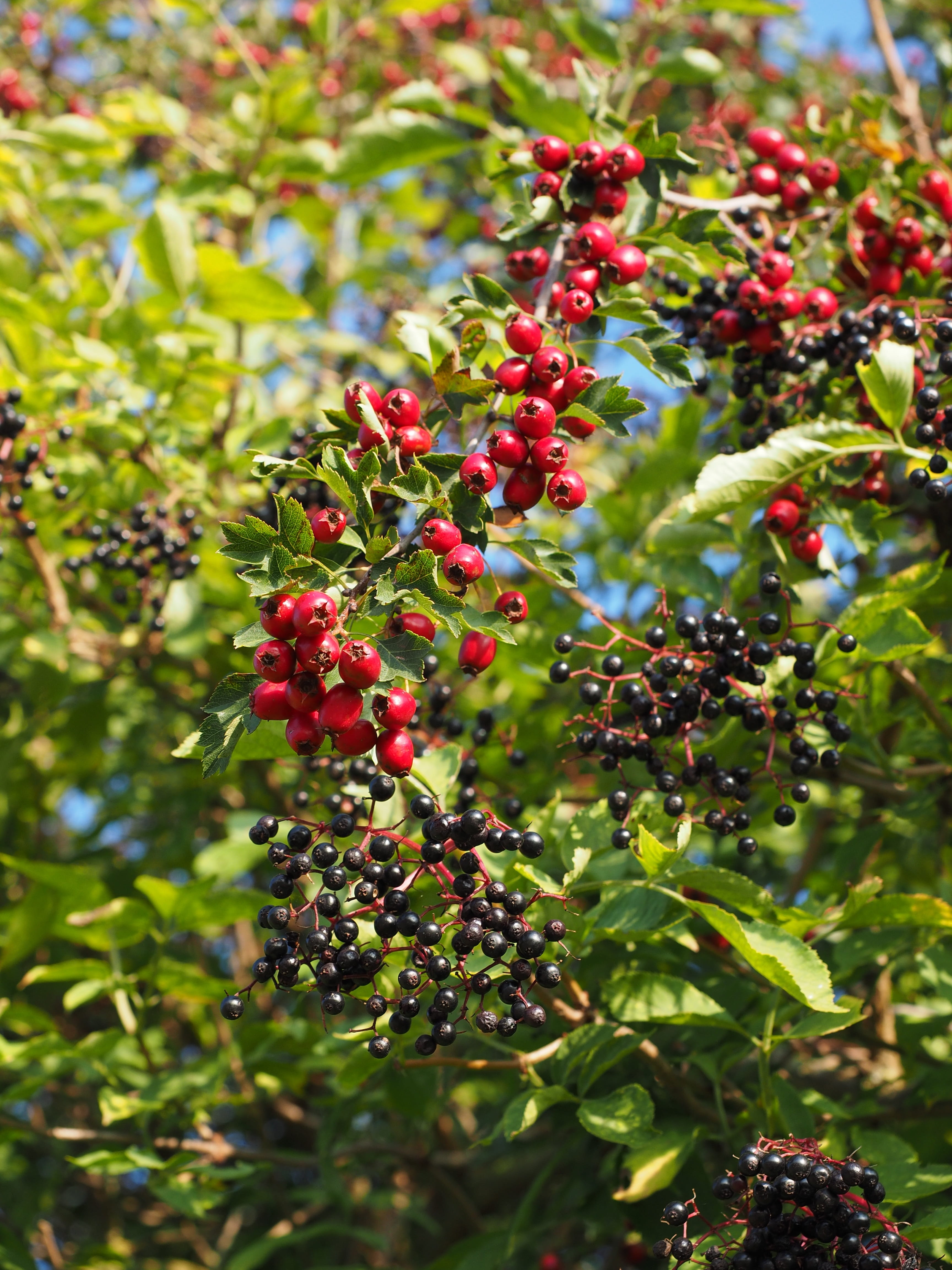day, food, hawthorn, fruit, nature, black elderberry, outdoors, healthy eating, rosaceae, beauty in nature, rowanberry, kernobstgewaechs, no people, berry Fruit, Phone HD Wallpaper