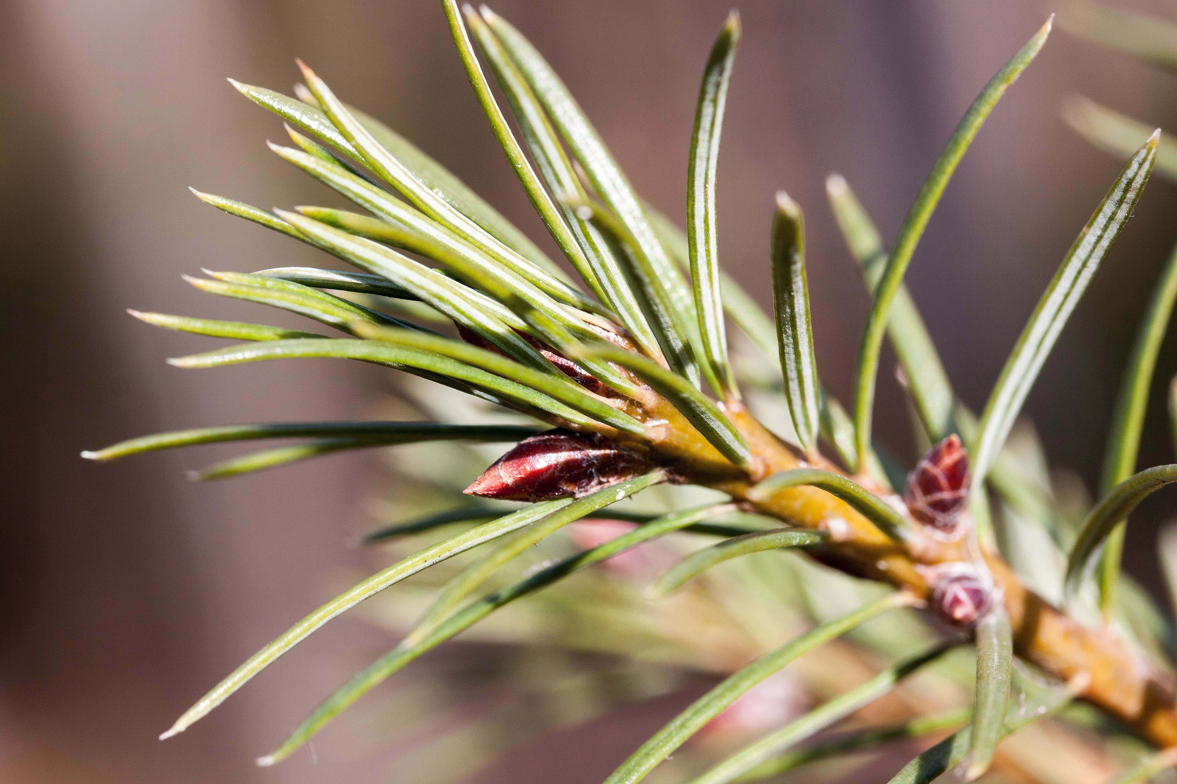boy shoots, freshness, picea, genus, tree, platy branching, bud, beauty in nature, nature, Pine, flower, vulnerability, close, flowering plant, day, fragility, HD Wallpaper