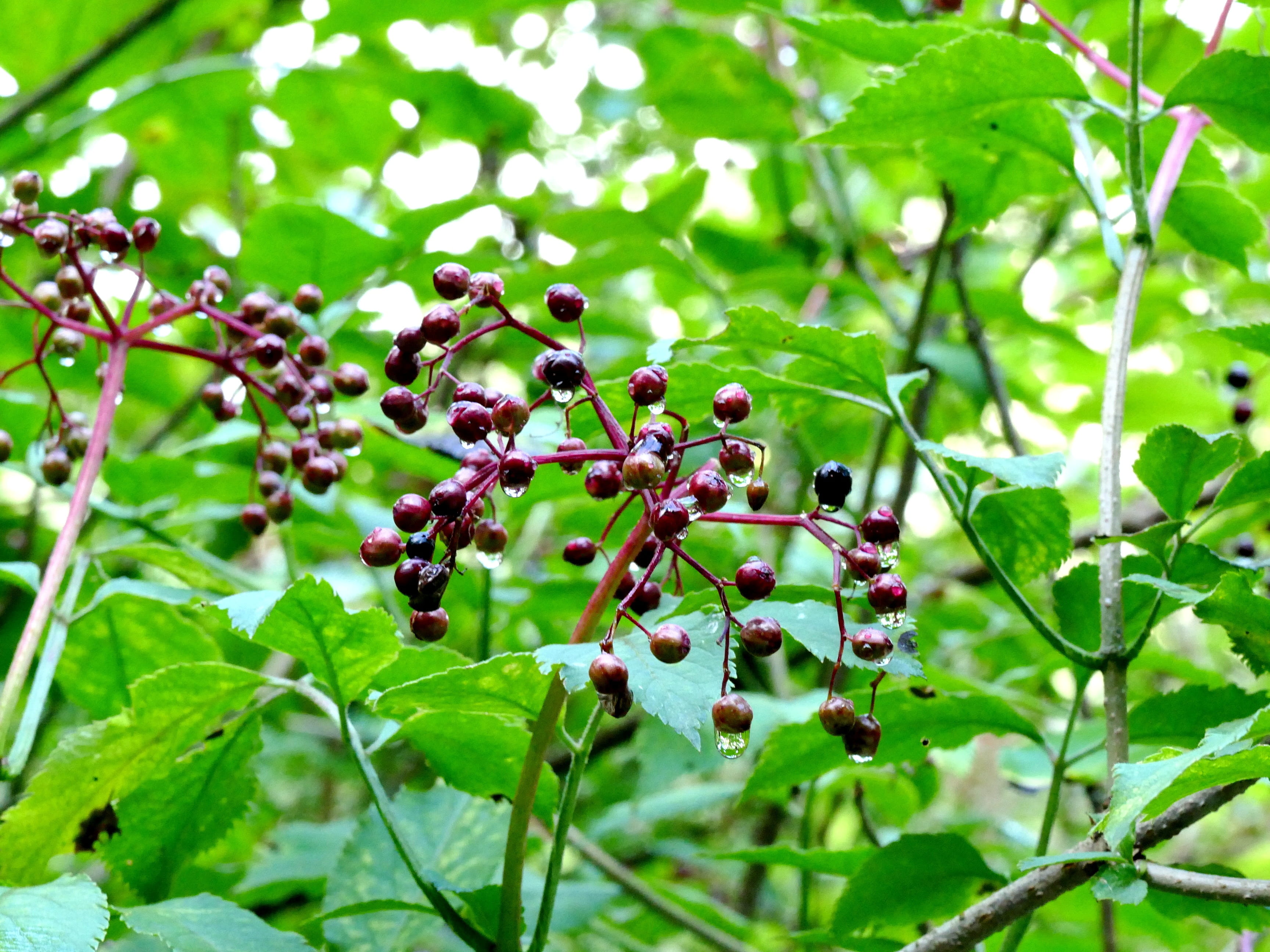 berry fruit, Green, wellbeing, healthy eating, red, food, Leaves, tree, freshness, beauty in nature, summer, bright, leaf, food and drink, Berries, day, HD Wallpaper