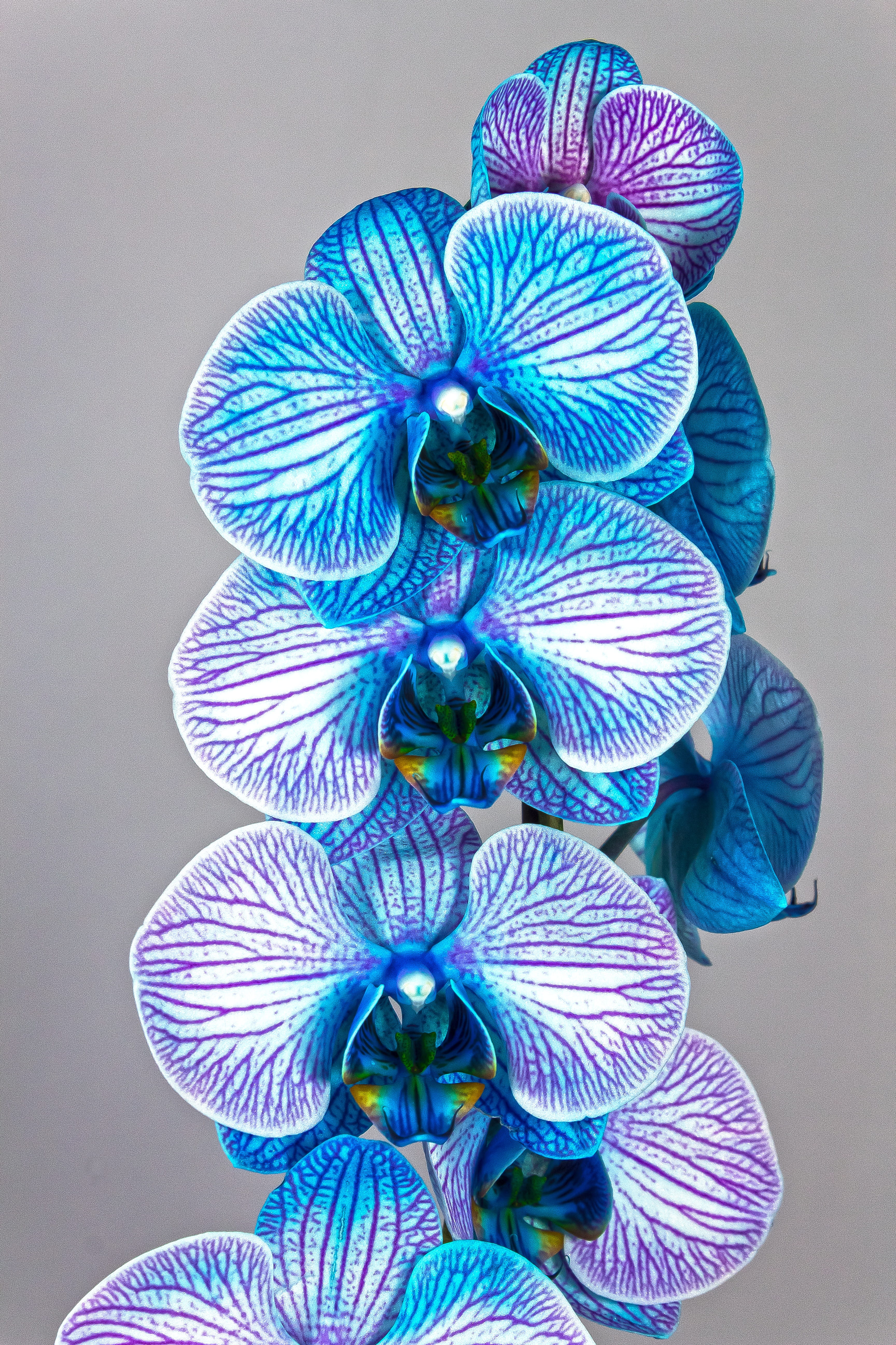 indoors, butterfly - insect, still life, close-up, design, variation, representation, violet, phalaenopsis, flora, multi colored, high angle view, Phone HD Wallpaper