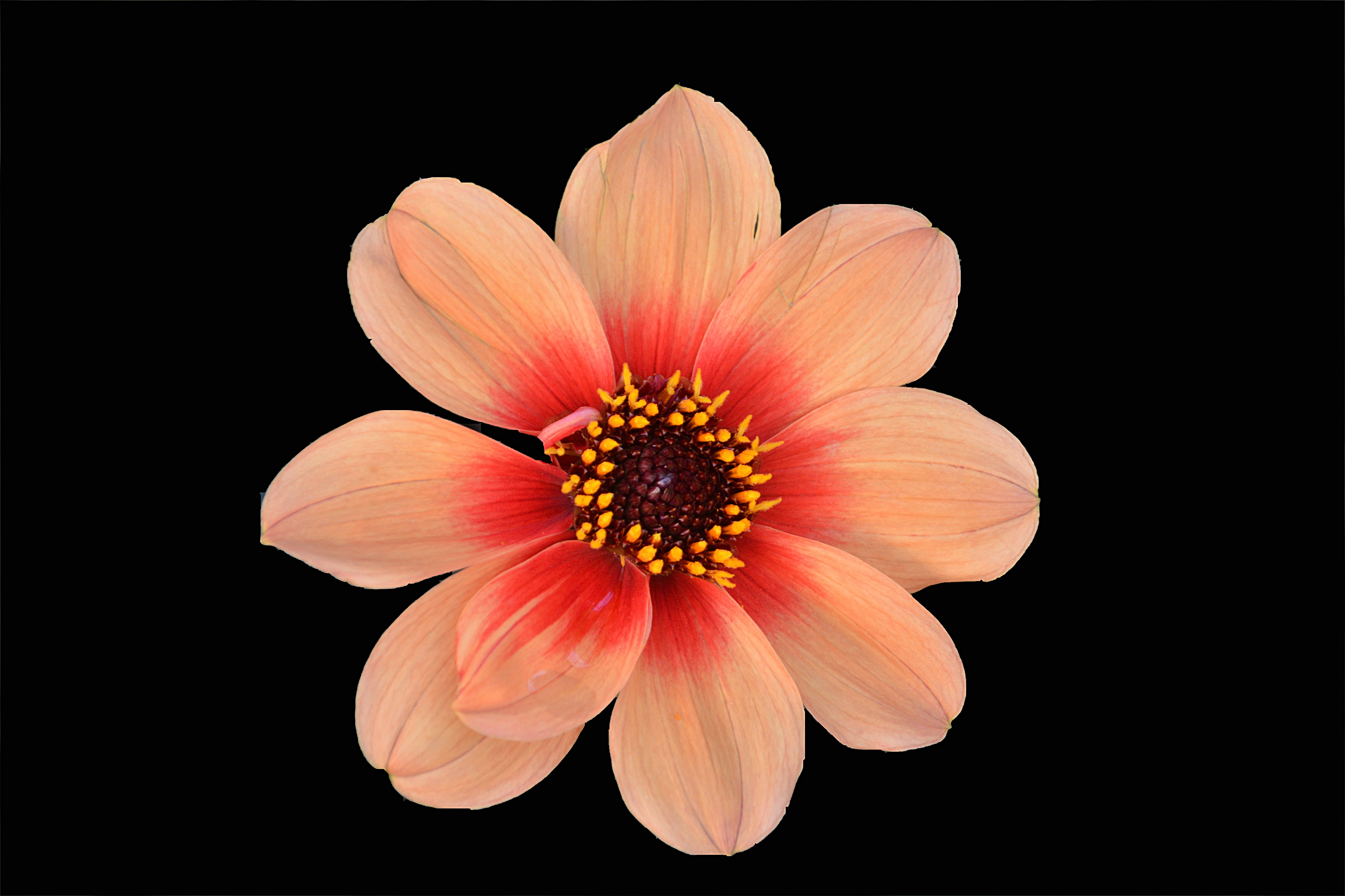 inflorescence, no people, black background, botany, indoors, flower head, flora, close-up, flowering, flower, petal, photography, petals, fragility, beauty in nature, HD Wallpaper