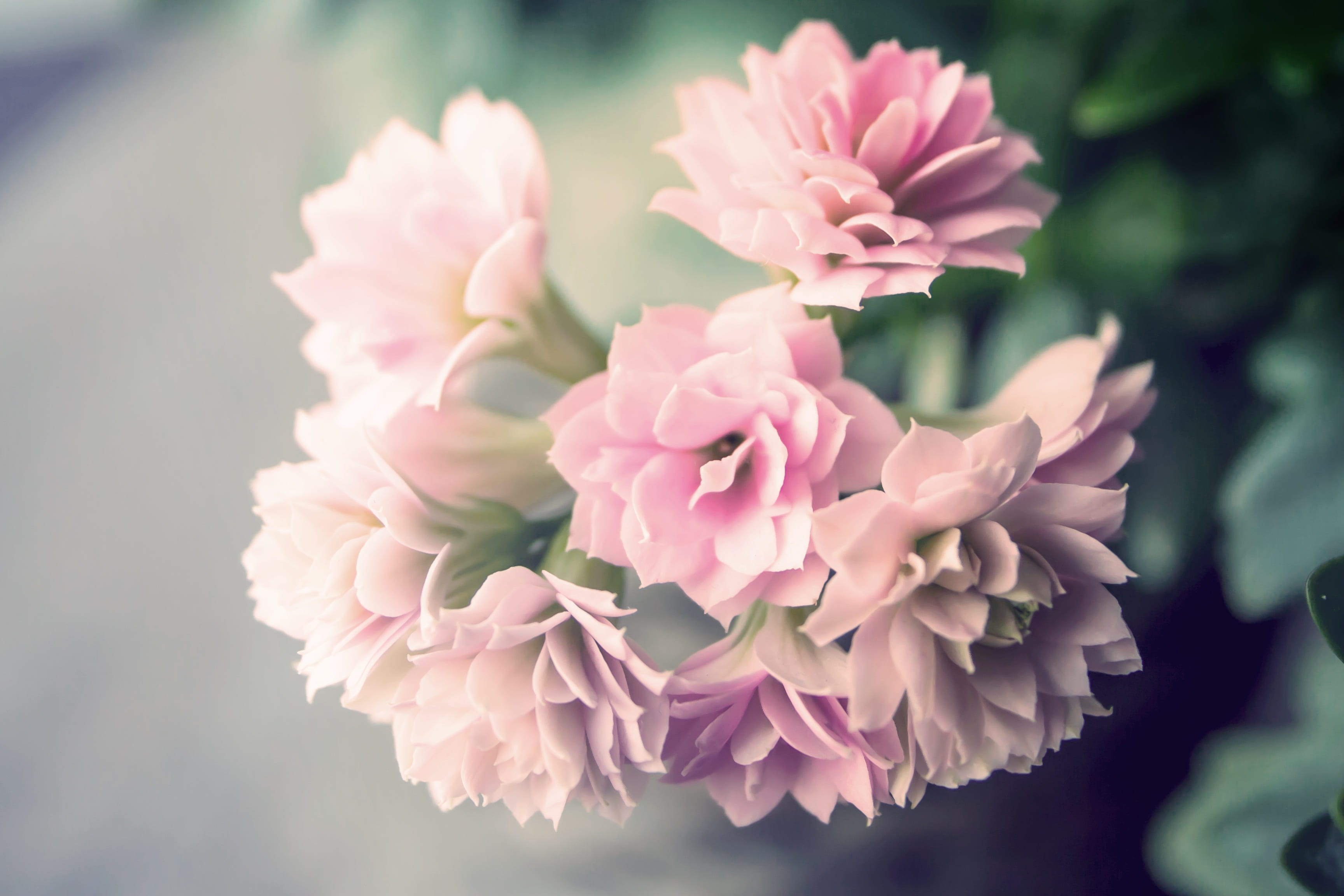 inflorescence, decor, bouquet, fragility, purple, flower arrangement, outdoors, background, flowers, purple flower, pink, vintage, 2K, day, closeup, no people, HD Wallpaper