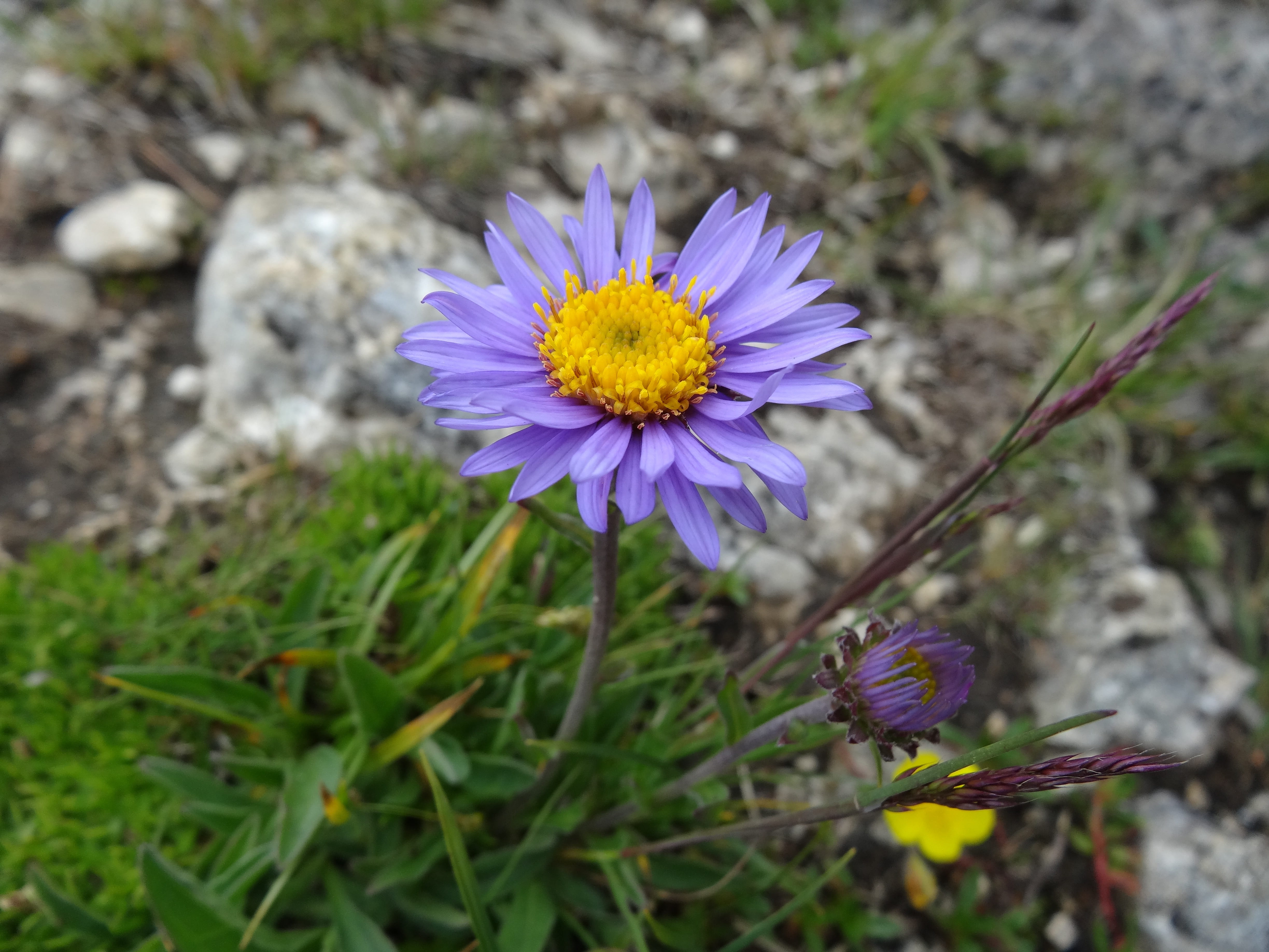 blue mountain sternkraut aster, flower, outdoors, plant, pollen, flowers, flower head, mountain star herb, gamsblüh, blue gamsblüh, field, petal, composites, HD Wallpaper
