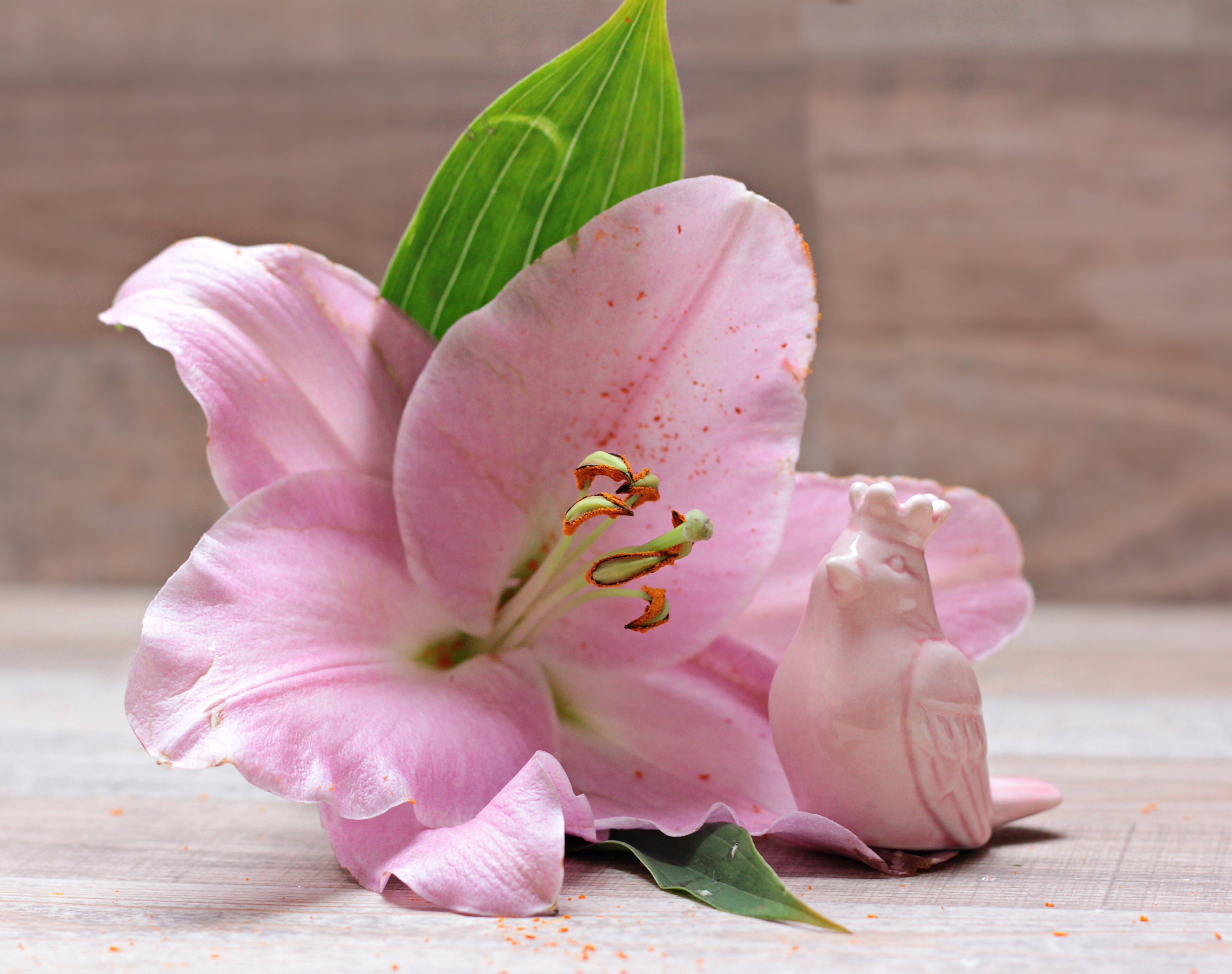 lily family, pink color, nature, day, lilium, floral greeting, inflorescence, bloom, pollen, plant, pink flower, flower stamp, zwiebelpflanze, deco, china bird, HD Wallpaper