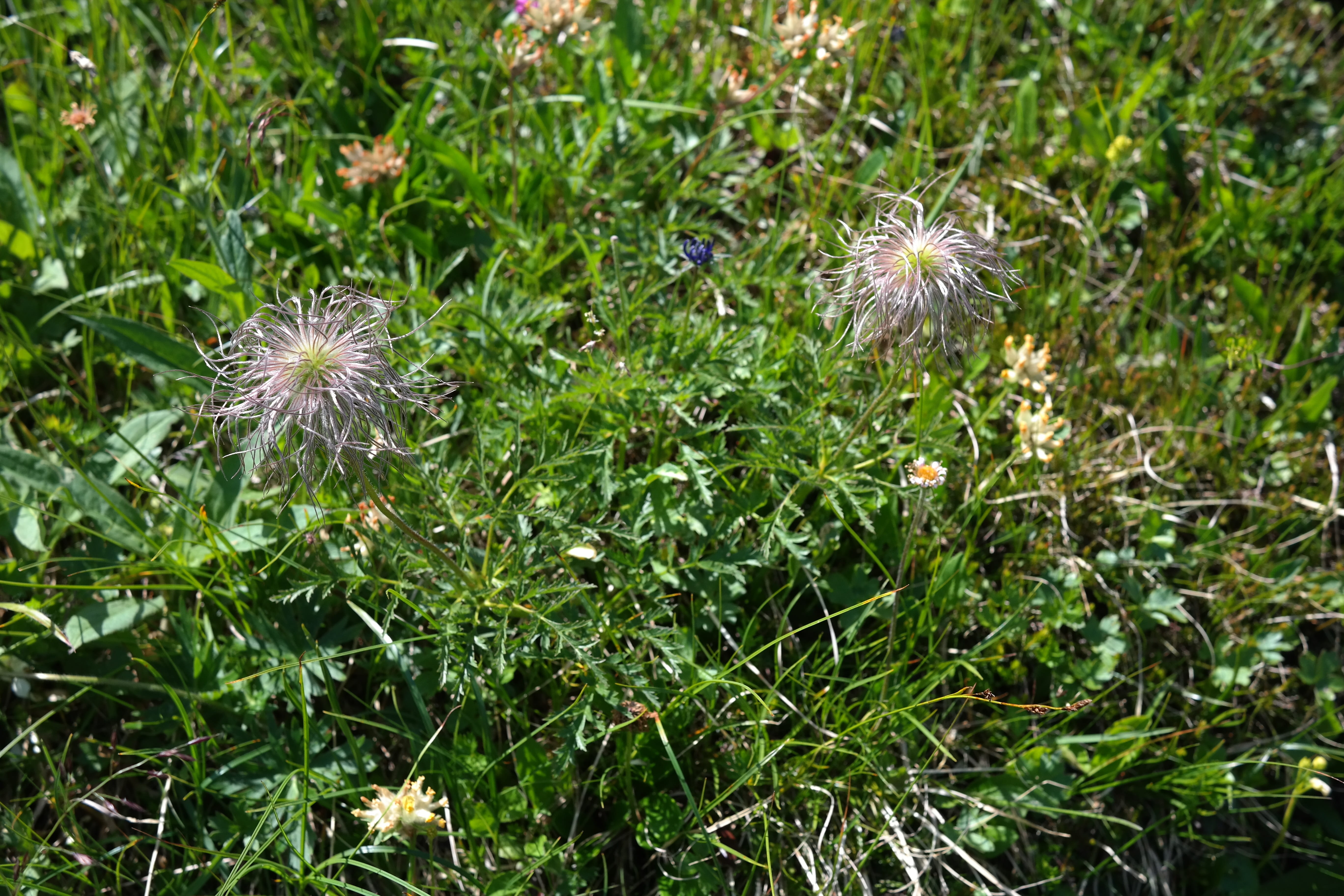 stylus, fruit wig, dandelion, pulsatilla alpina, snow flowers, green Color, shiny, beauty in nature, peters beard, crested hair good, fragility, close-up, HD Wallpaper