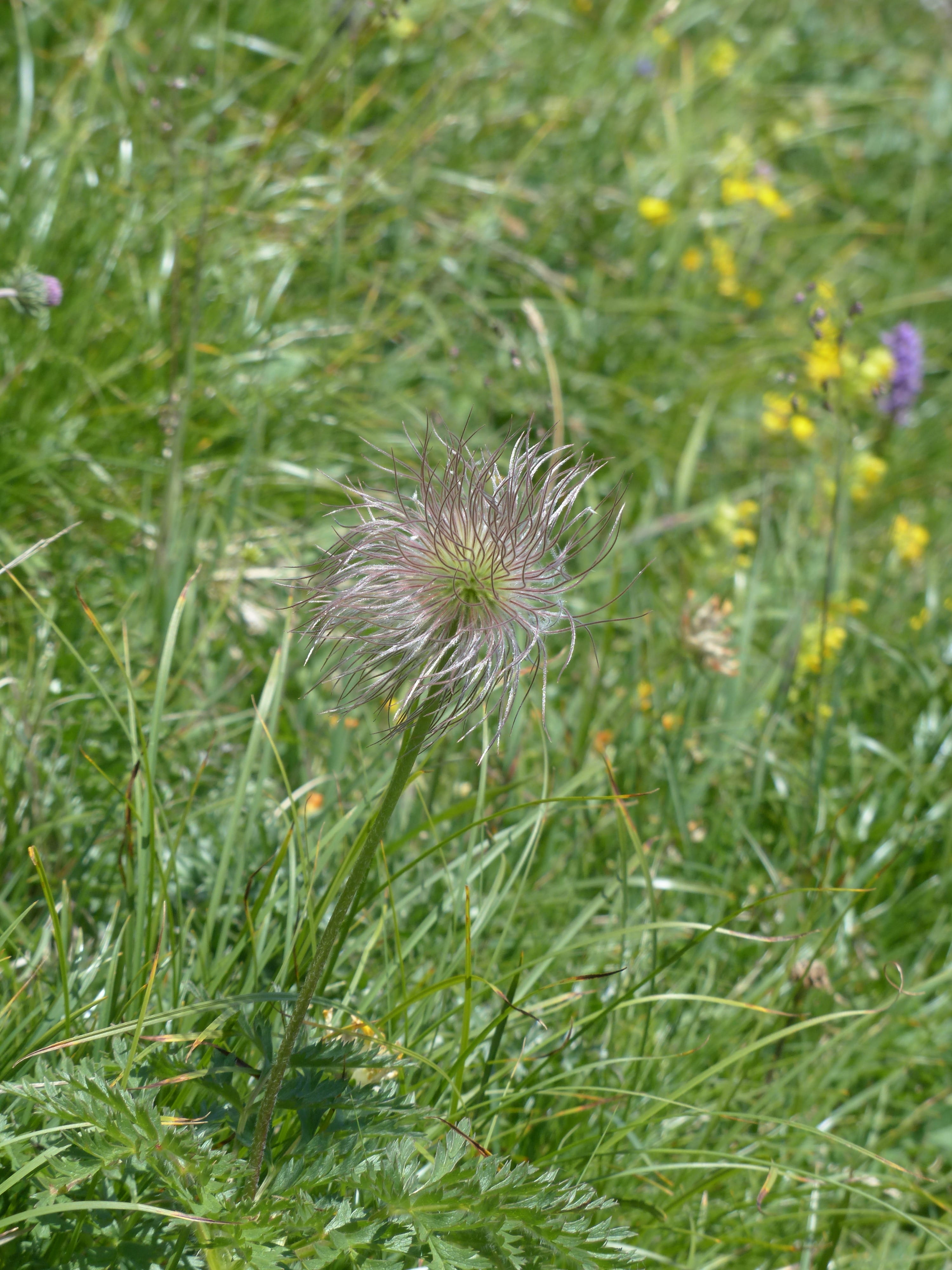 indehiscent, silver, pulsatilla alpina, softness, beauty in nature, close-up, diasporas, graumannle, brocken flower, alpine, uncultivated, great alpine pasqueflower, Phone HD Wallpaper