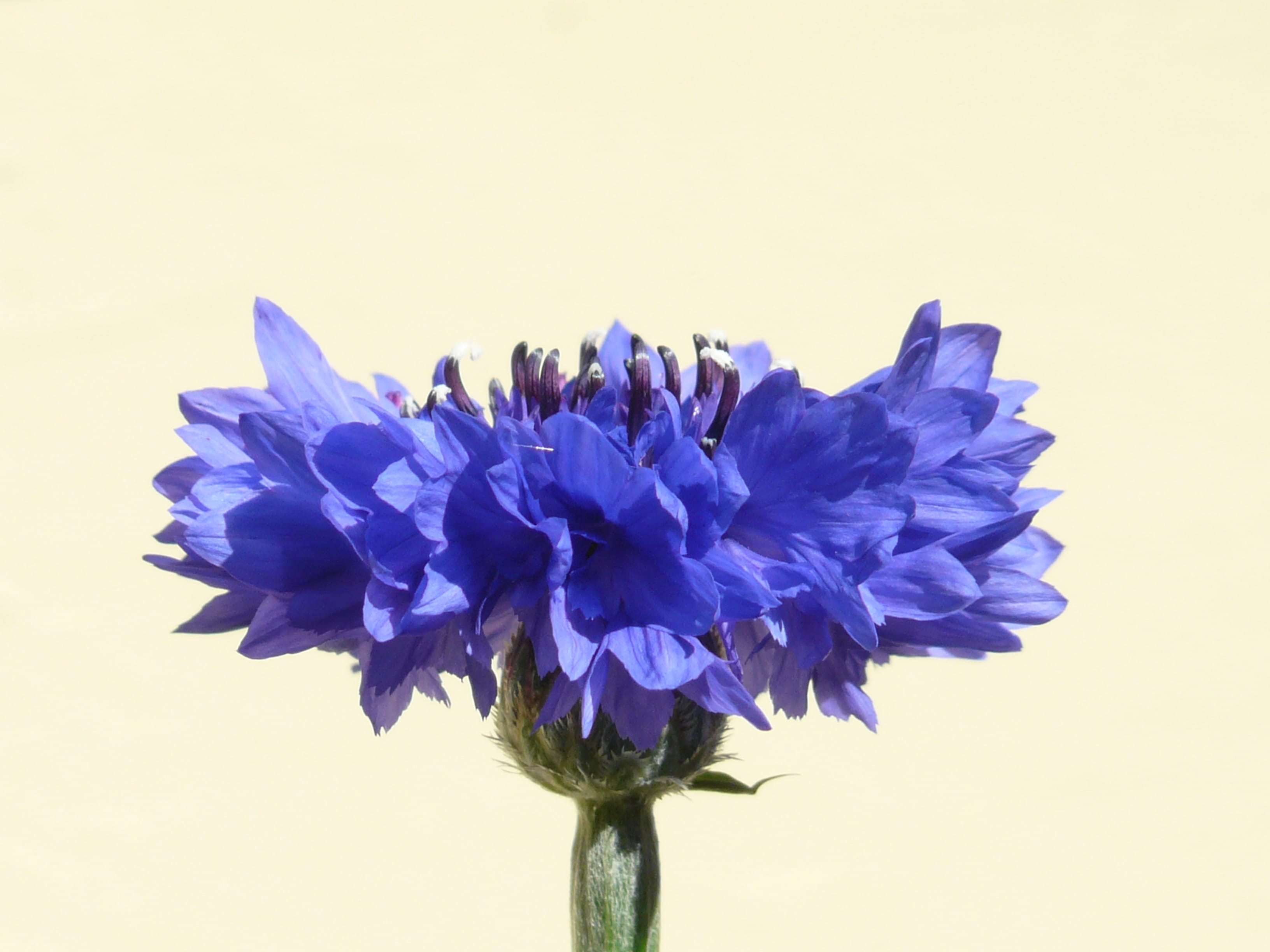 Blue, summer, no people, plant stem, 2K, studio shot, zyane, asteraceae, sepal, Flower, cornflower, plant, fragility, knapweed, freshness, vulnerability, HD Wallpaper