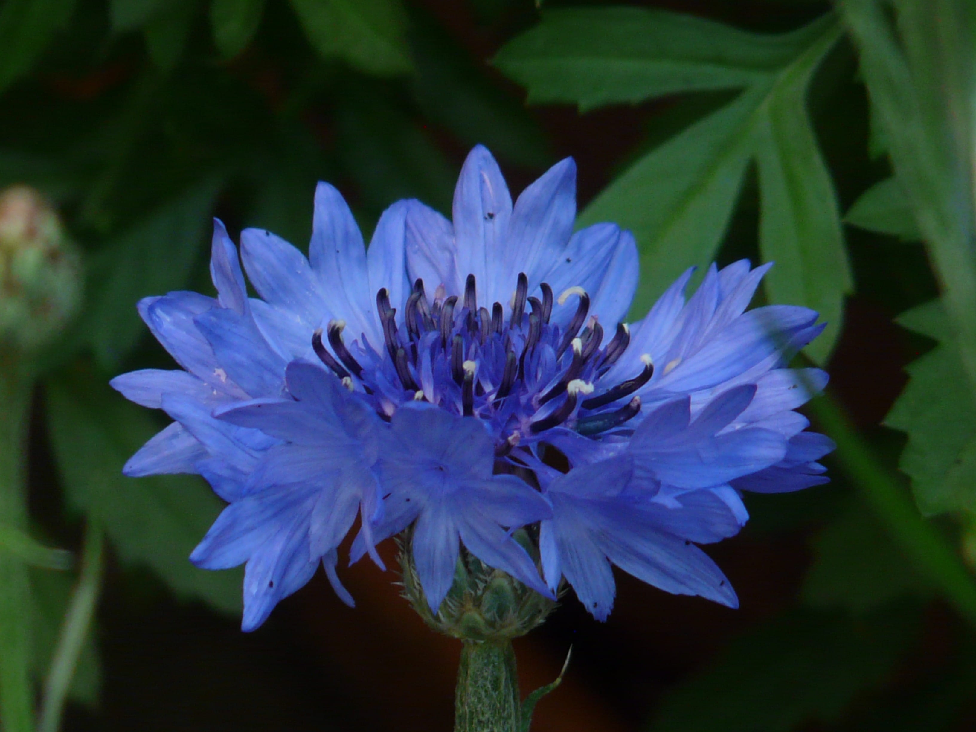 day, no people, inflorescence, Blue, 2K, fragility, freshness, composites, purple, centaurea cyanus, knapweed, nature, Blue, zyane, asteraceae, plant, HD Wallpaper