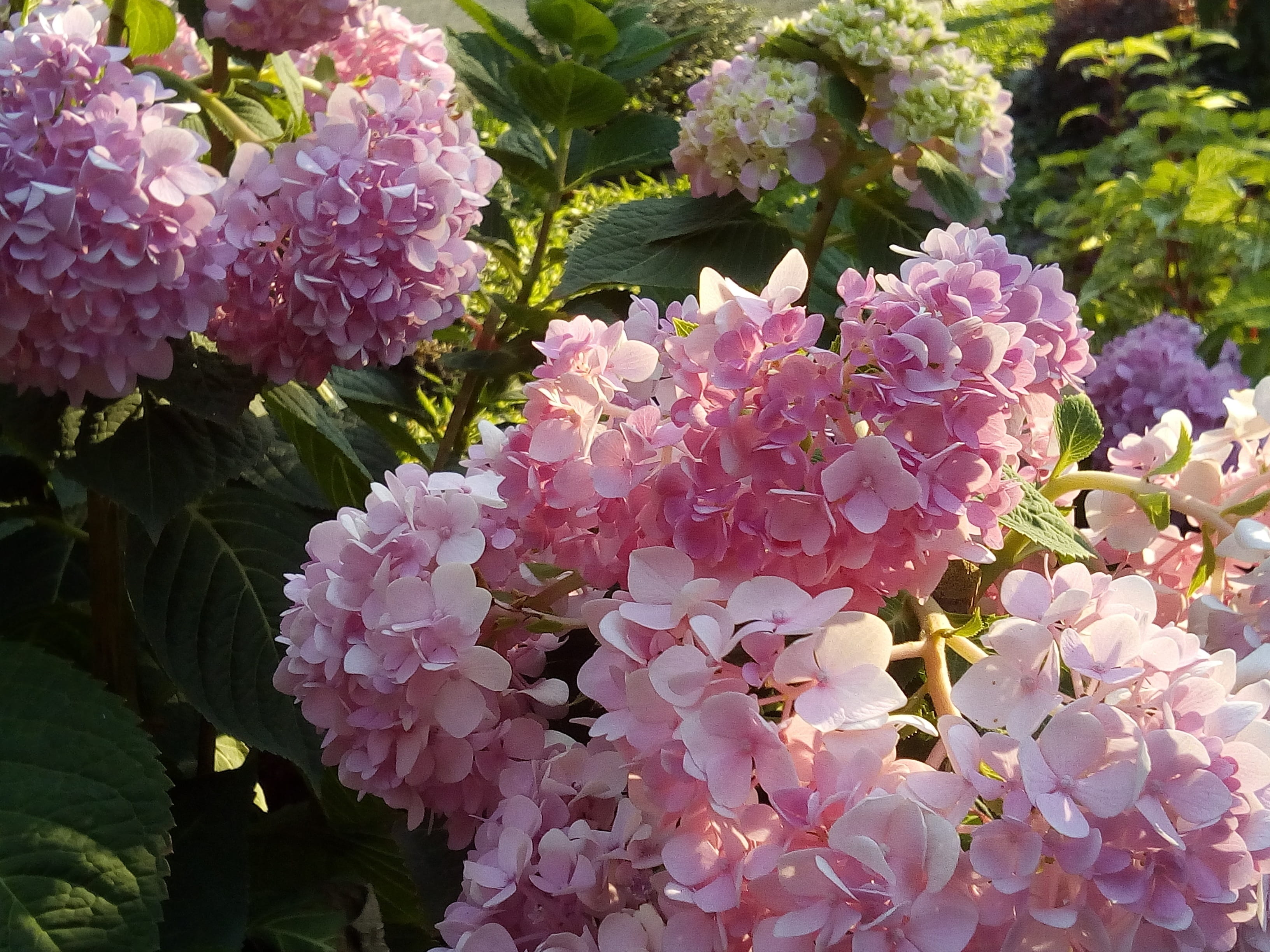 vulnerability, beauty In Nature, bright, plant part, other training offerings, no people, blossom, flowering plant, flower, plant, petal, bunch of flowers, HD Wallpaper