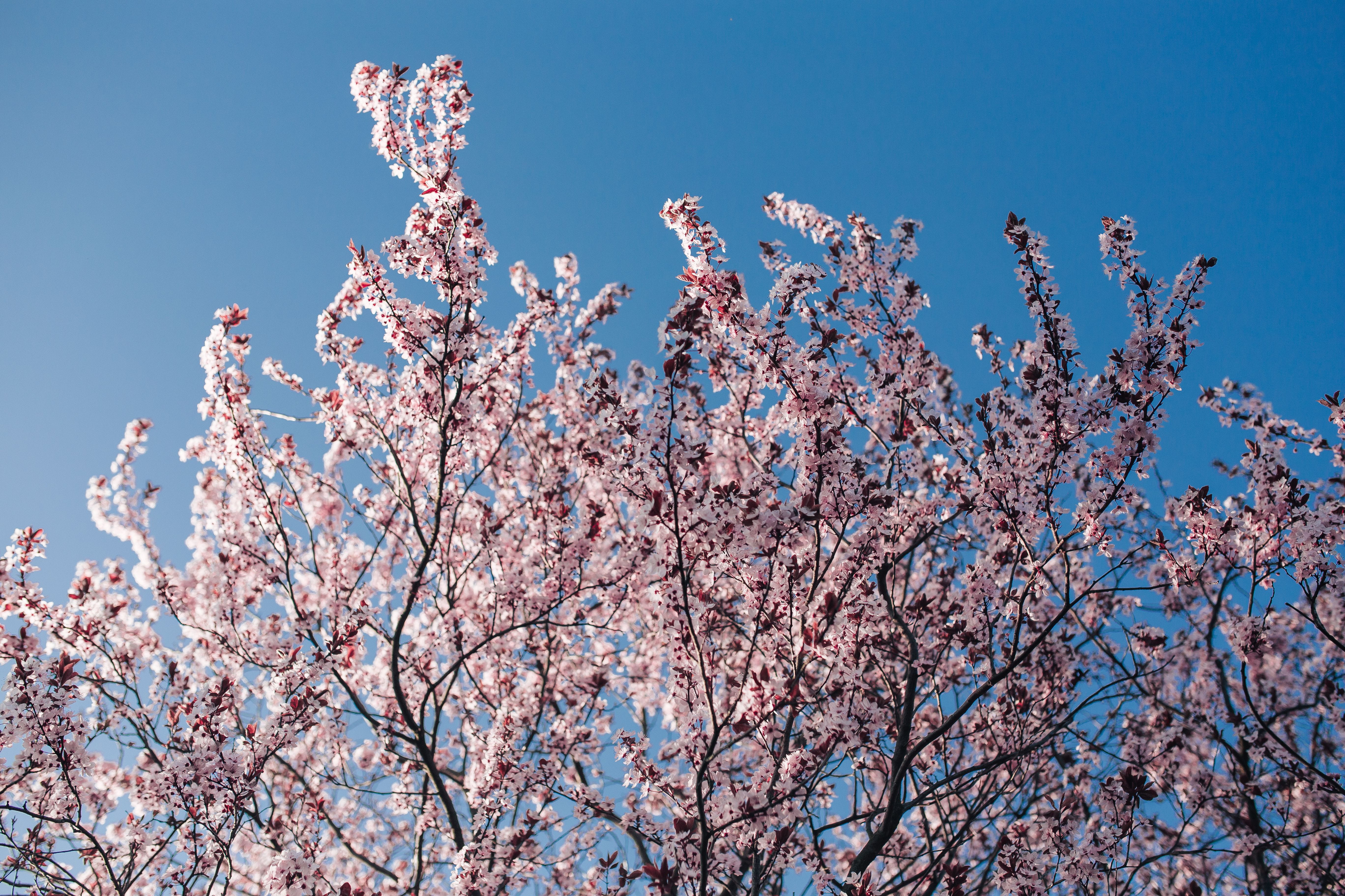 growth, spring flowers, spring, no people, pink Color, freshness, nature, flowers, blue, twig, 5K, branch, flower, blue sky, clear sky, springtime, tree, HD Wallpaper
