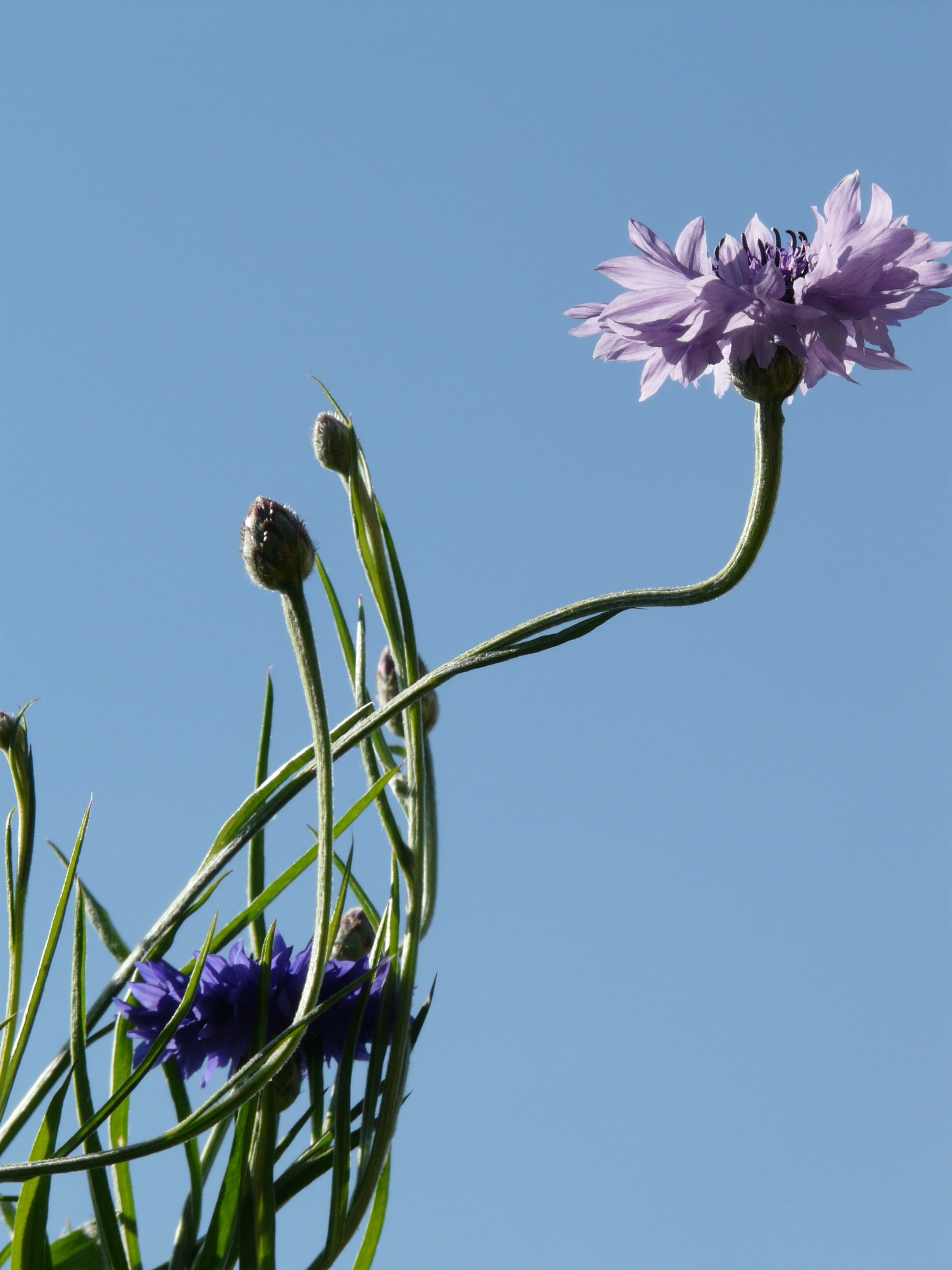 composites, blue, clear sky, fragility, zyane, flowering plant, purple, springtime, day, leaves, flower, summer, bud, centaurea, vulnerability, close-up, Phone HD Wallpaper