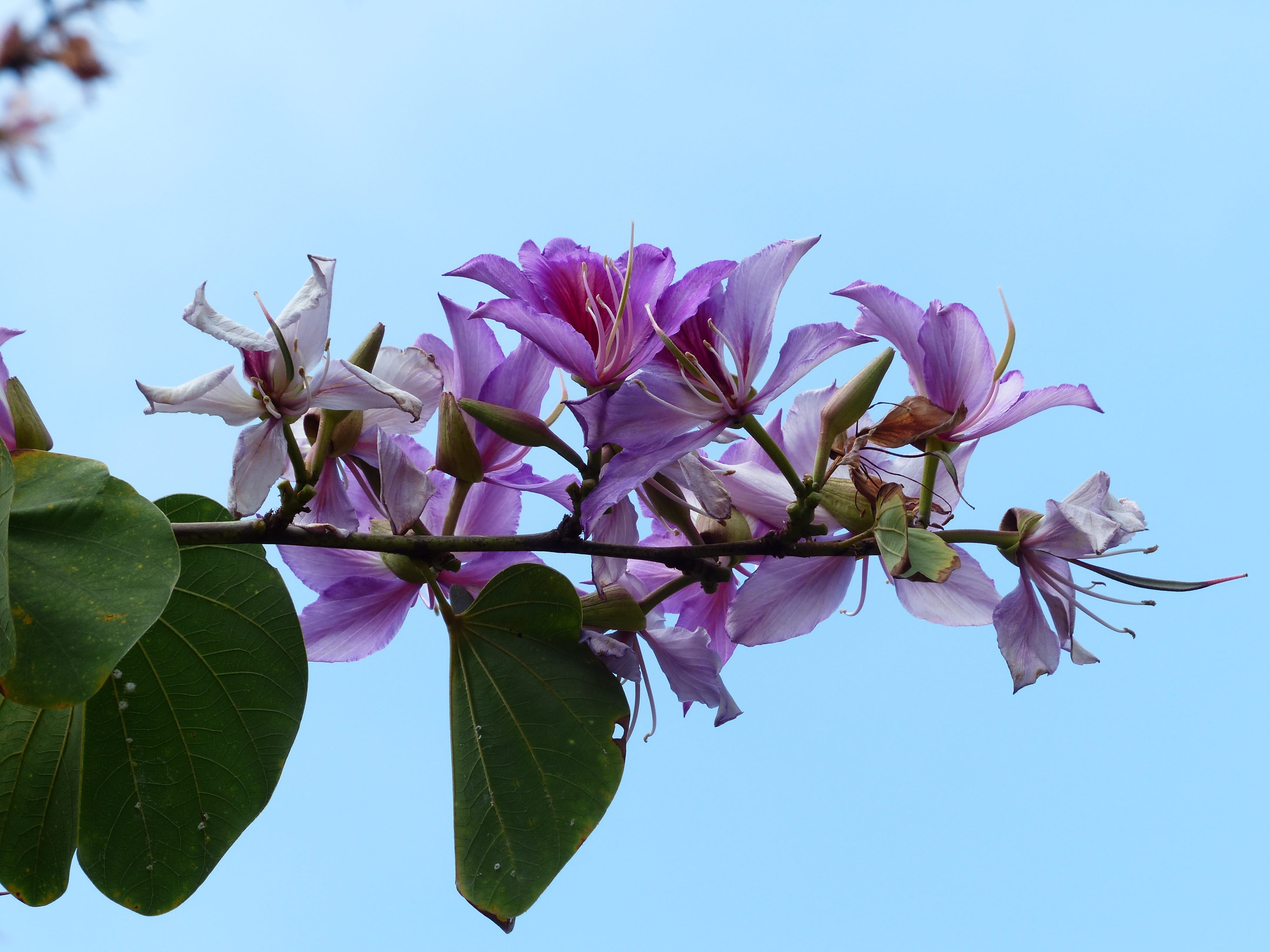Flowers, sky, outdoors, close-up, growth, purple, flowering twig, petal, freshness, tree, low angle view, no people, fabaceae, bauhinie, orchid tree, canary islands, HD Wallpaper