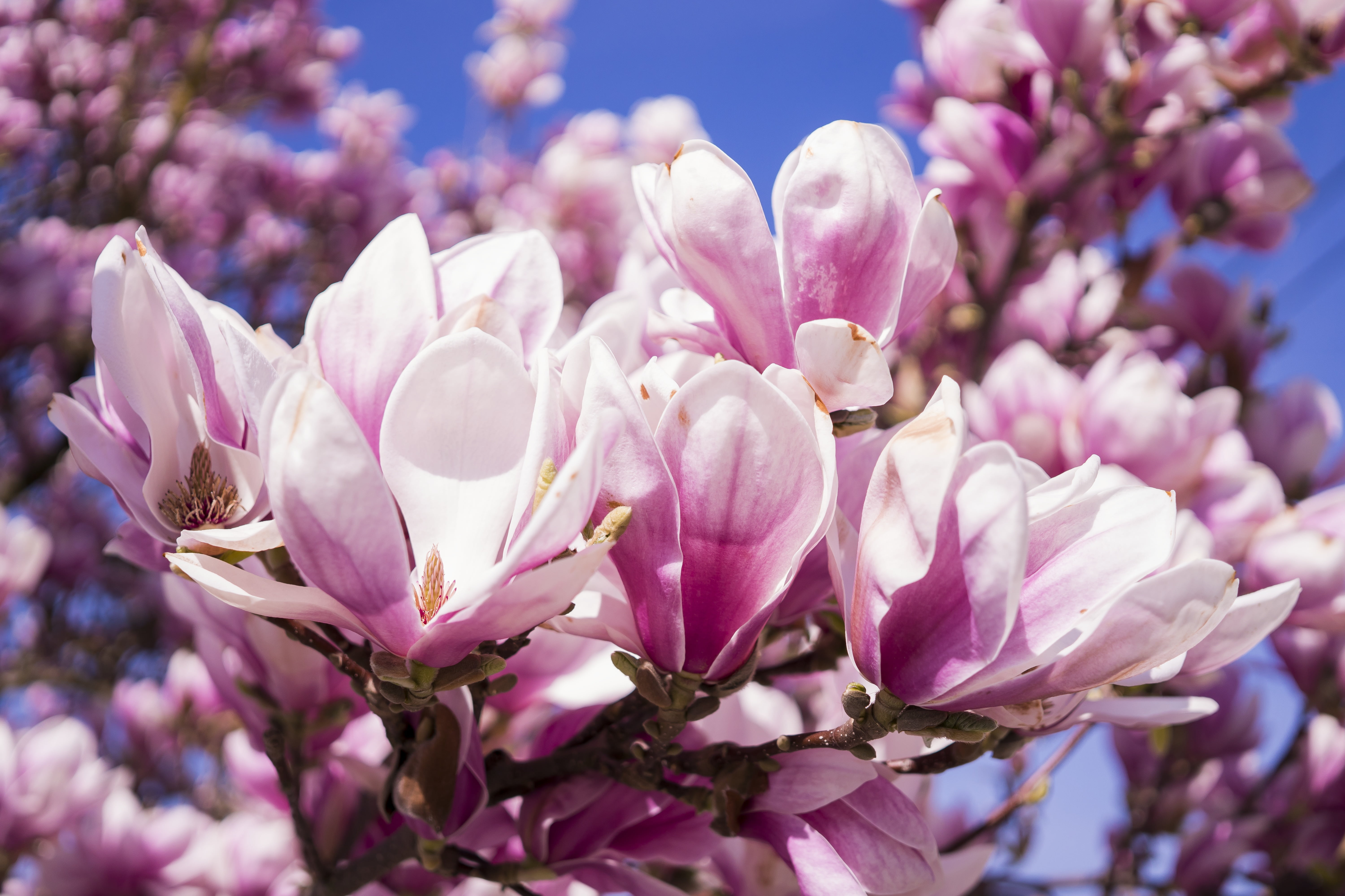 springtime, herrlich, beautiful, branch, flower head, close, tree, spring, pollen, magnolia, 5K, magnoliengewaechs, purple, no people, mood, magnolia blossom, HD Wallpaper