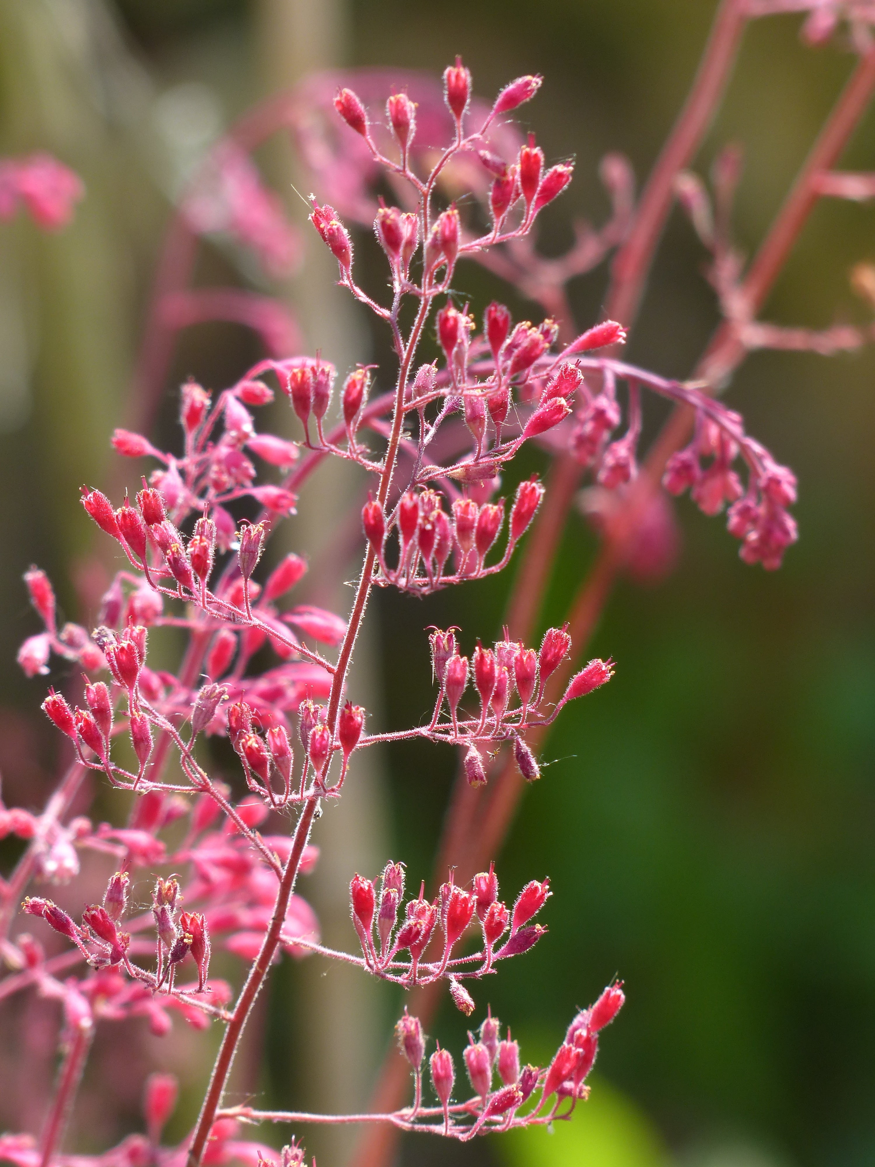 rock crushing plant, flower, saxifragaceae, schnittblume, ornamental plant, coral bells, shadow tree, petal, heuchera brizoides, ornamental shrub, purple, Phone HD Wallpaper