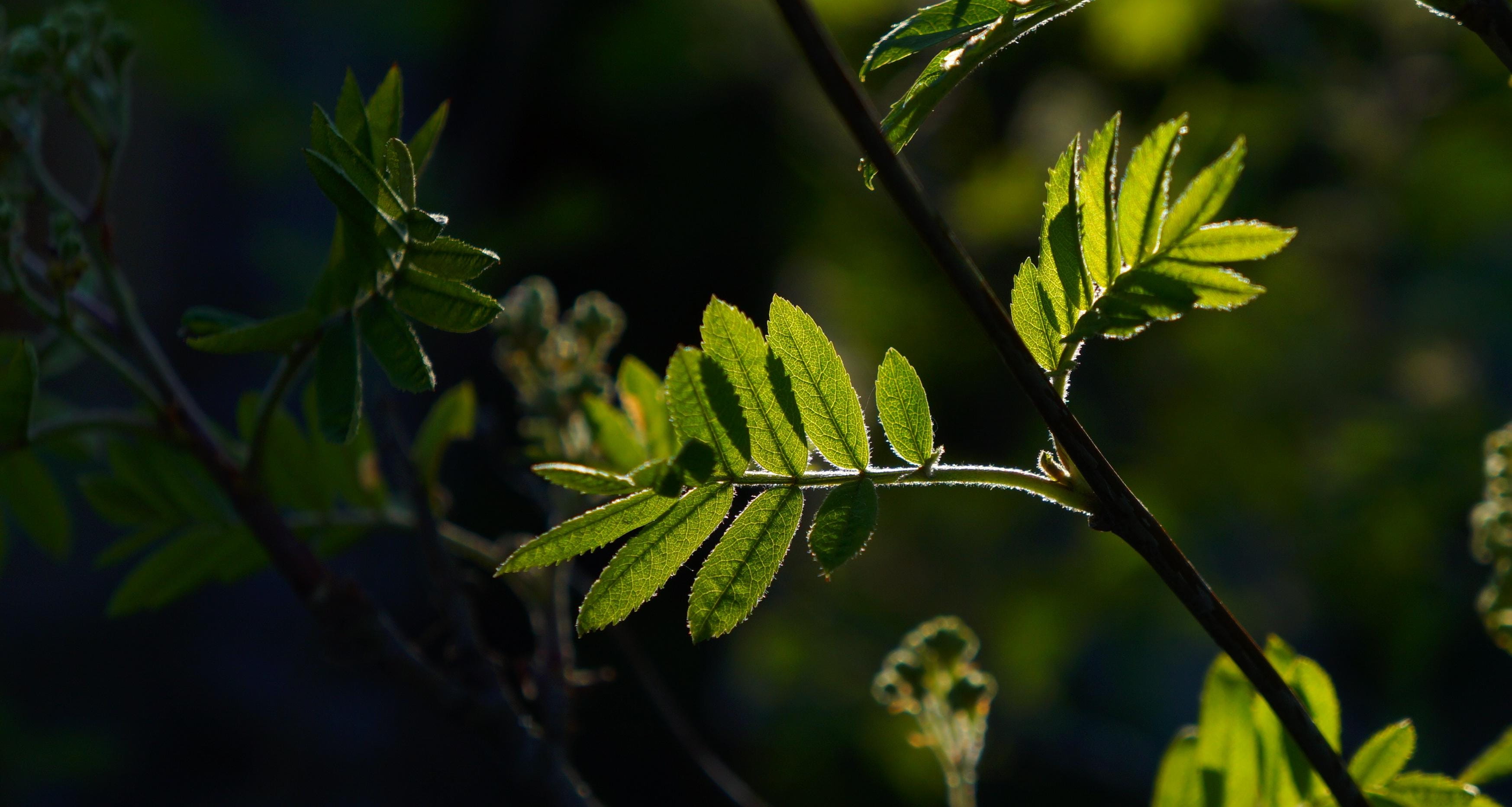 nature, leaf, twigs, flower, green, green color, food and drink, close-up, black, outdoors, leaflet, growth, beauty in nature, plant, plant part, focus on foreground, HD Wallpaper