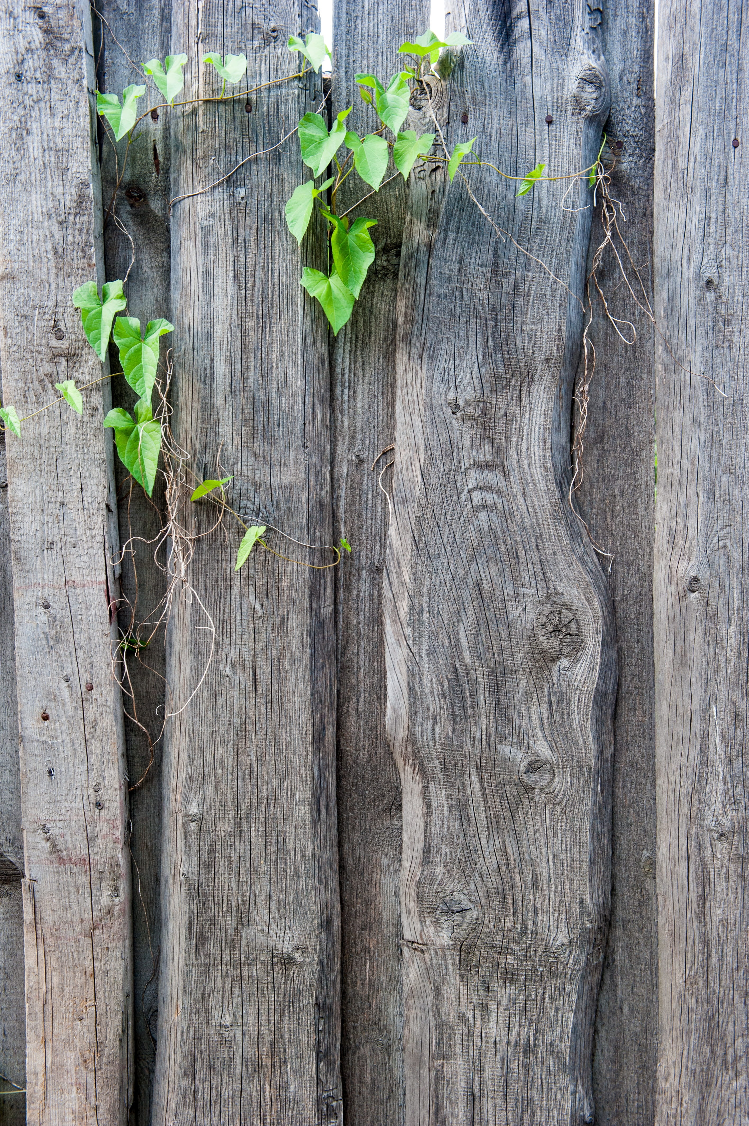 close-up, full frame, bindweed, wood - material, ivy, tree, vjun, no people, texture, weathered, plant, grass, in the summer of, curl, trunk, nature, day, Phone HD Wallpaper