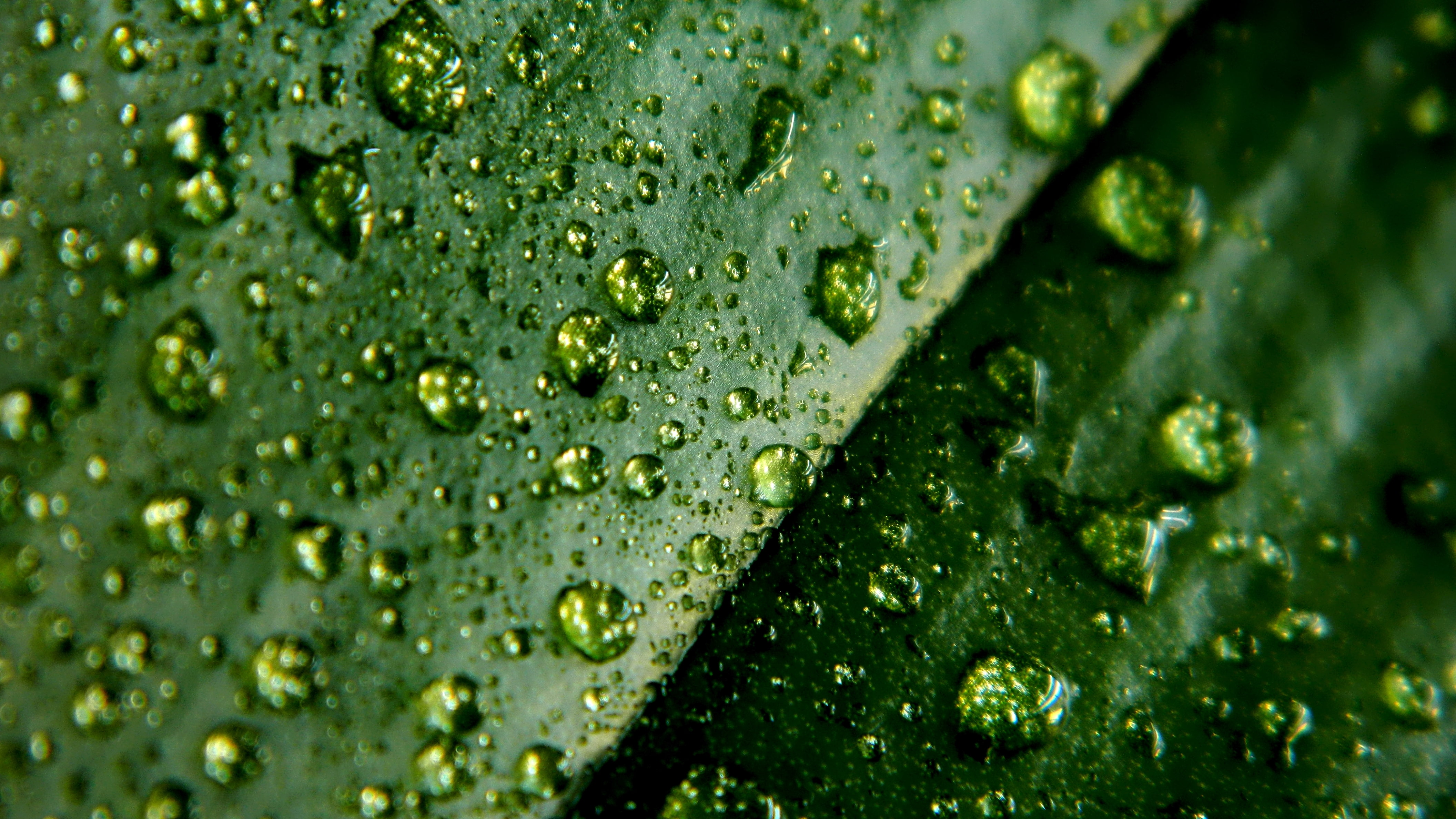 plant, nature Backgrounds, macro, outdoors, nature, plant part, pattern, freshness, green Color, springtime, abstract, leaflet, water drops, textured, beauty In Nature, HD Wallpaper