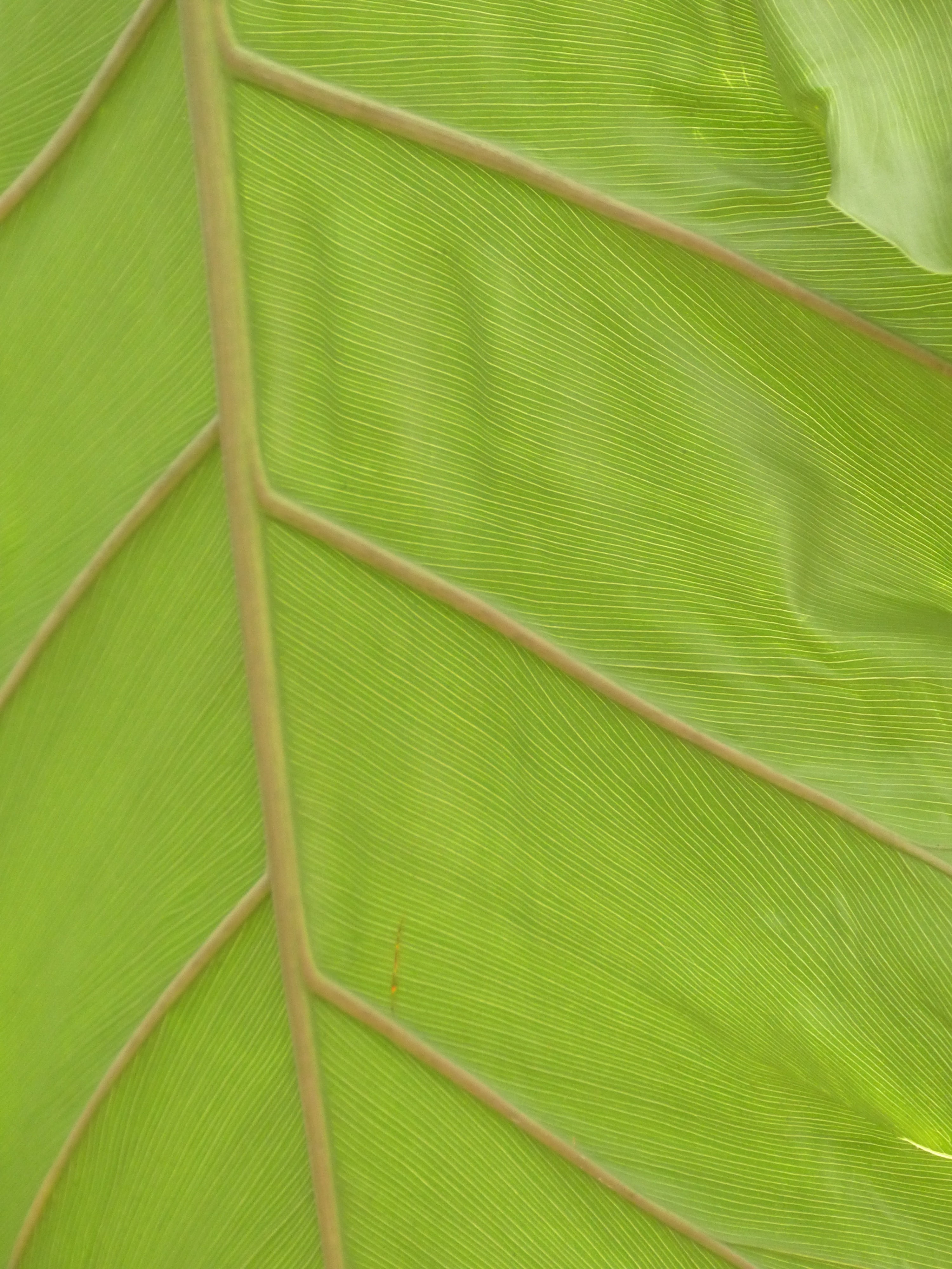 pattern, 4K, aroideae, aronstabgewaechs, textured, tree, tropical, oblong, no people, shiny, nature, close-up, philodendron bipinnatifidum, macro, palm leaf, Phone HD Wallpaper