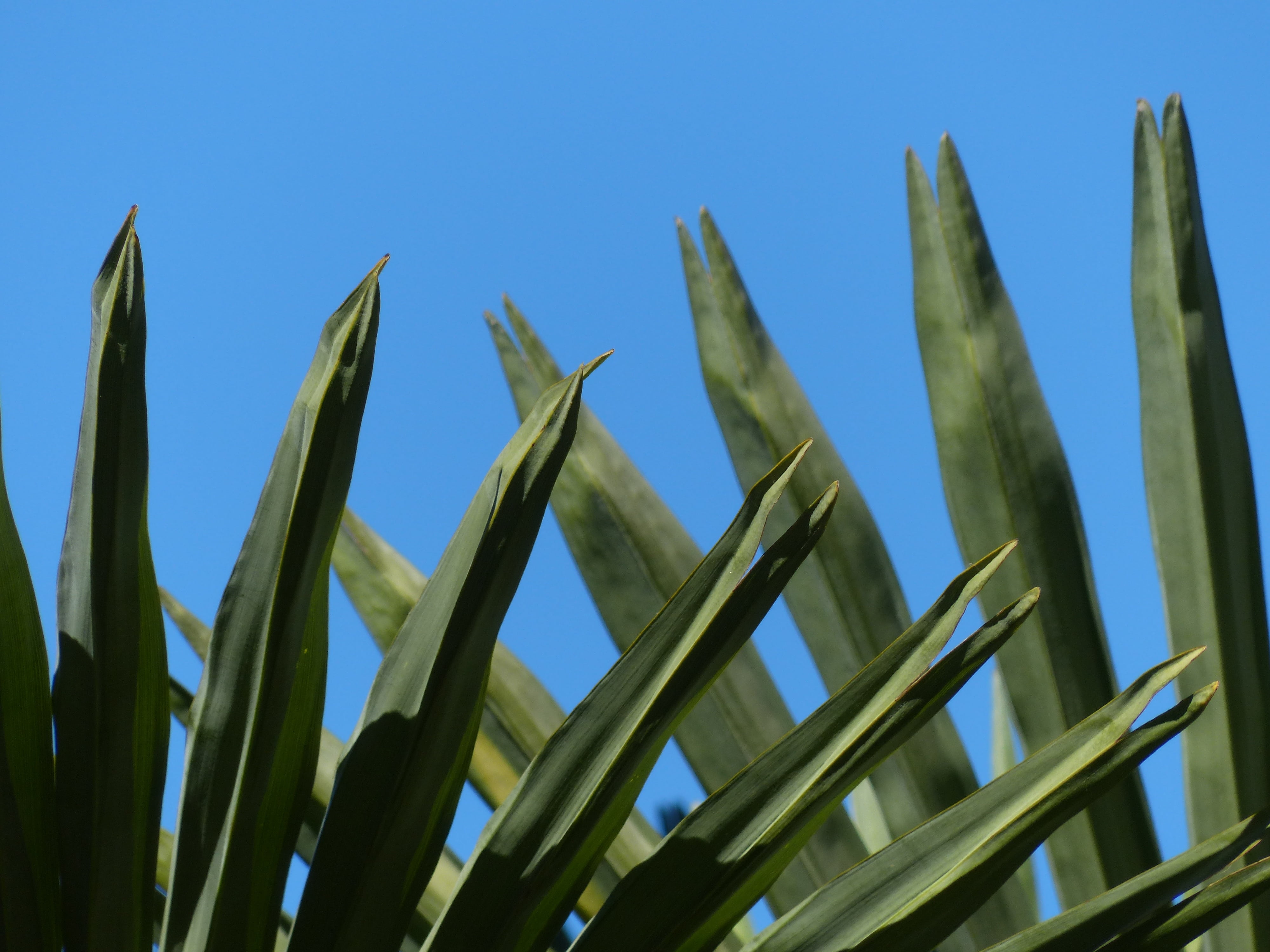 food and drink, plamenblaetter, green Color, phoenix canariensis, sky, no people, crown, cereal plant, tranquility, low angle view, canopy, 4K, nature, HD Wallpaper