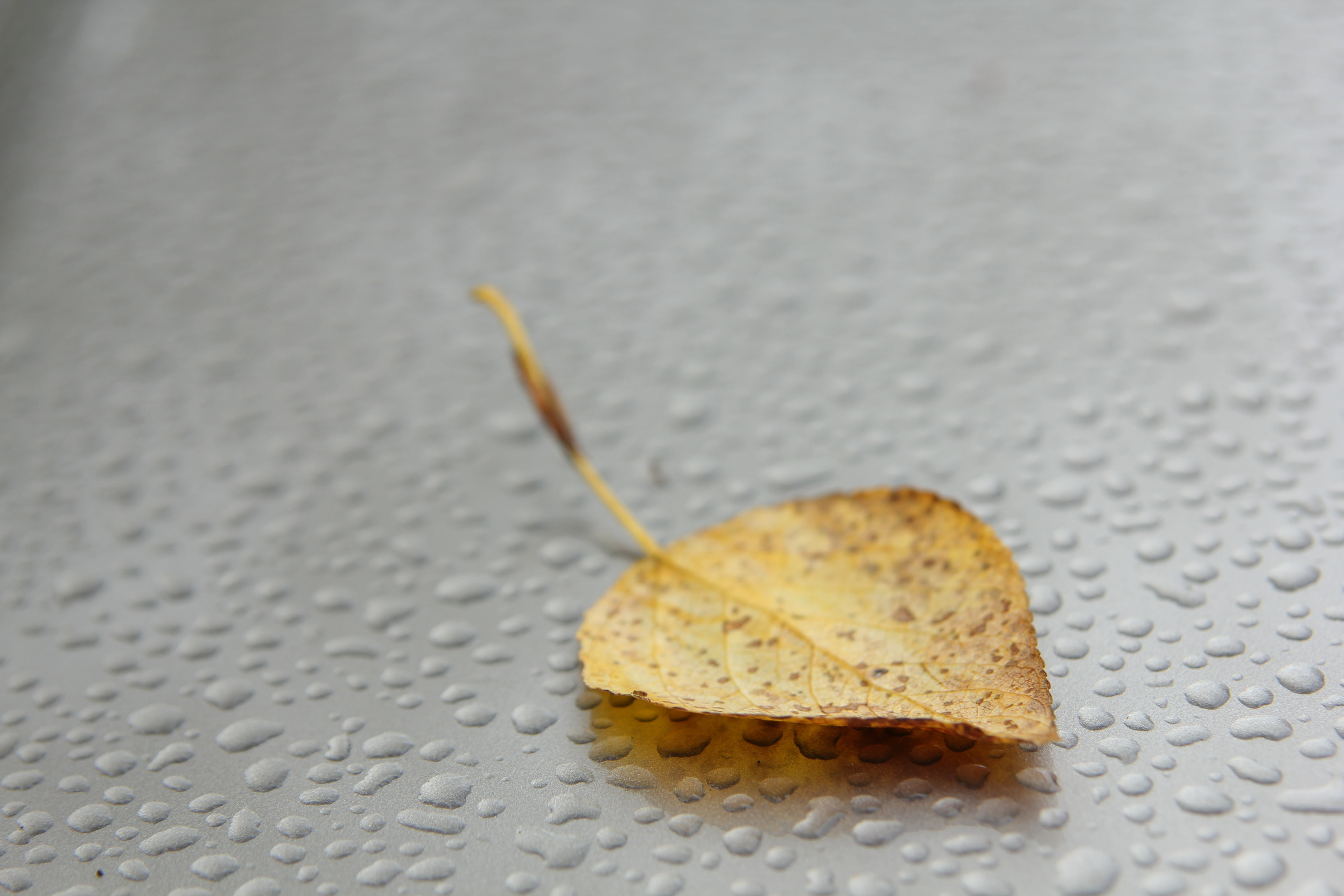 focus on foreground, sheet, close-up, macro, fruit, yellow, textured, food, outdoors, still life, plant part, ripe, day, leaflet, leaf, nature, single object, HD Wallpaper