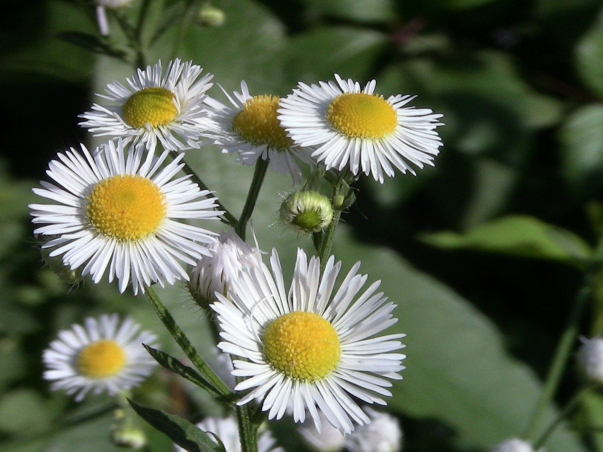 beauty in nature, day, chamomile, focus on foreground, pollen, daisy, plant, nature, flower, white color, yellow, leaflet, no people, inflorescence, outdoors, HD Wallpaper