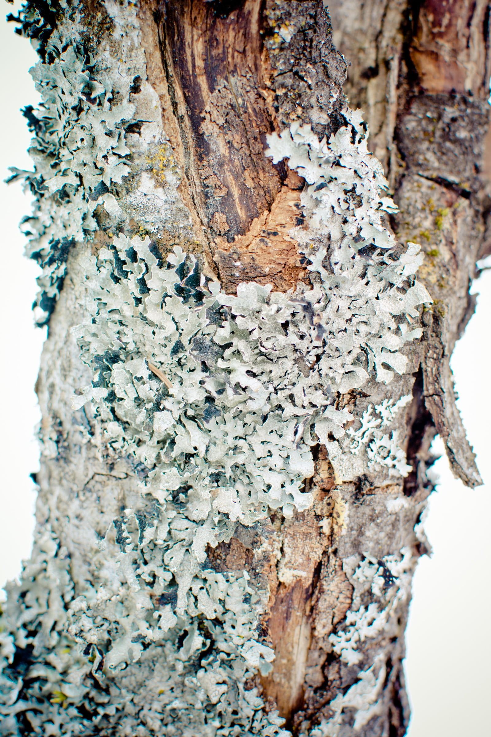 no people, nature, tree Trunk, bark, tree braid, trunk, bluish gray, beauty in nature, sulcatflechte, leaflets, blue grey, lichen, growth, weathered, leaf braid, Phone HD Wallpaper
