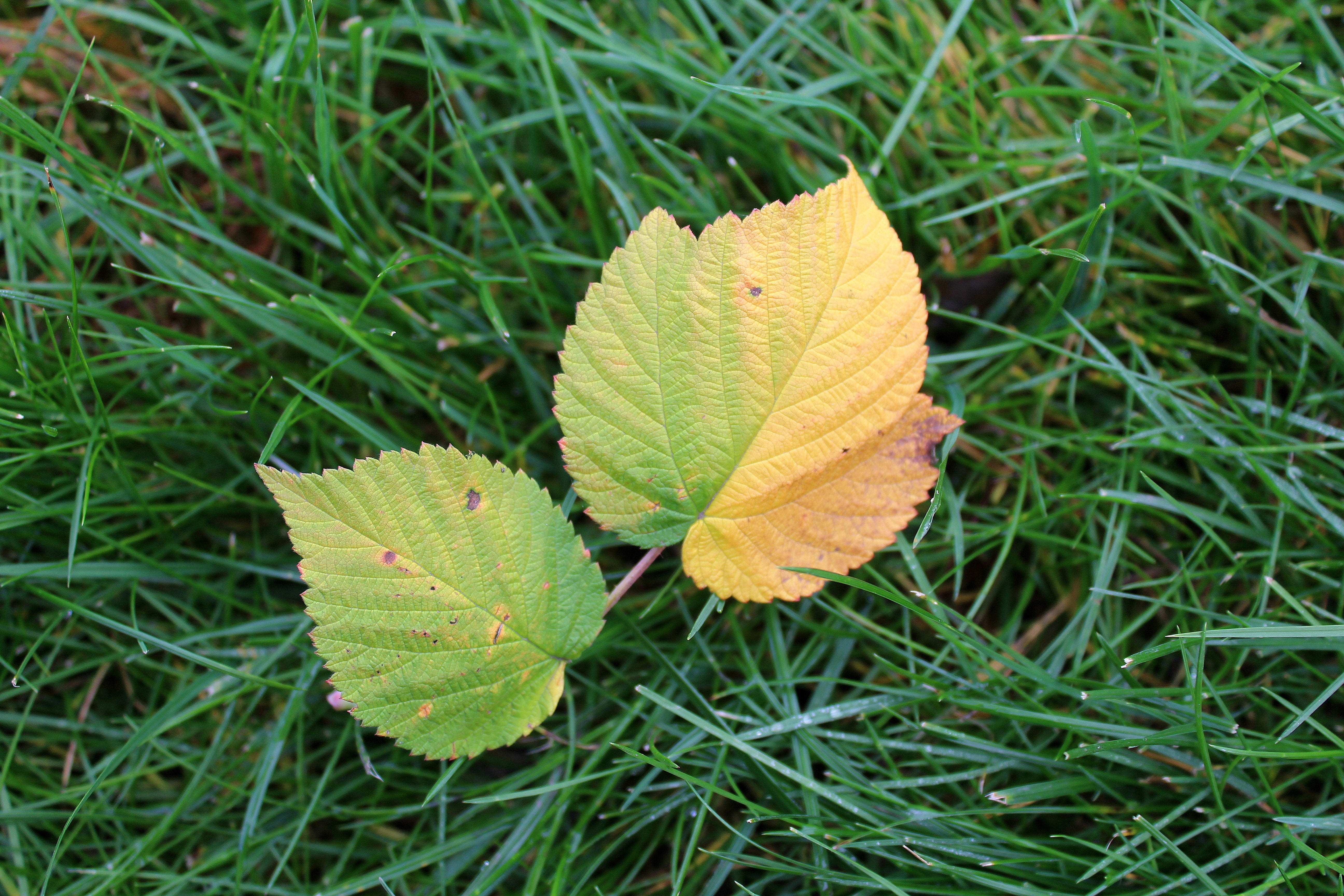 land, leaf vein, natural condition, no people, close-up, nature, field, vulnerability, grass, leaf, plant part, green color, seasons of the year, colors, HD Wallpaper