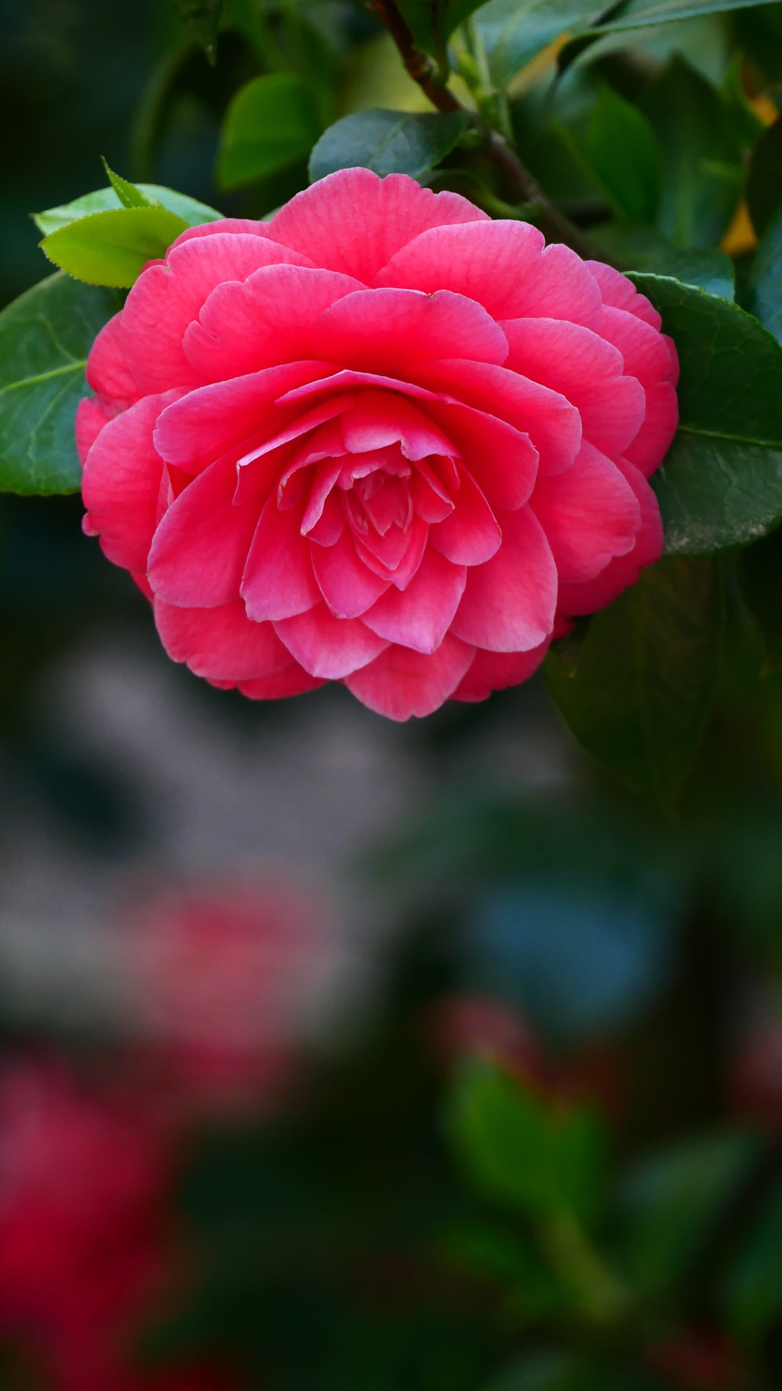 botanica, flora, springtime, sheet, no people, plants, freshness, leaf, plant part, red, flowering plant, nature, vulnerability, rose, focus on foreground, Phone HD Wallpaper