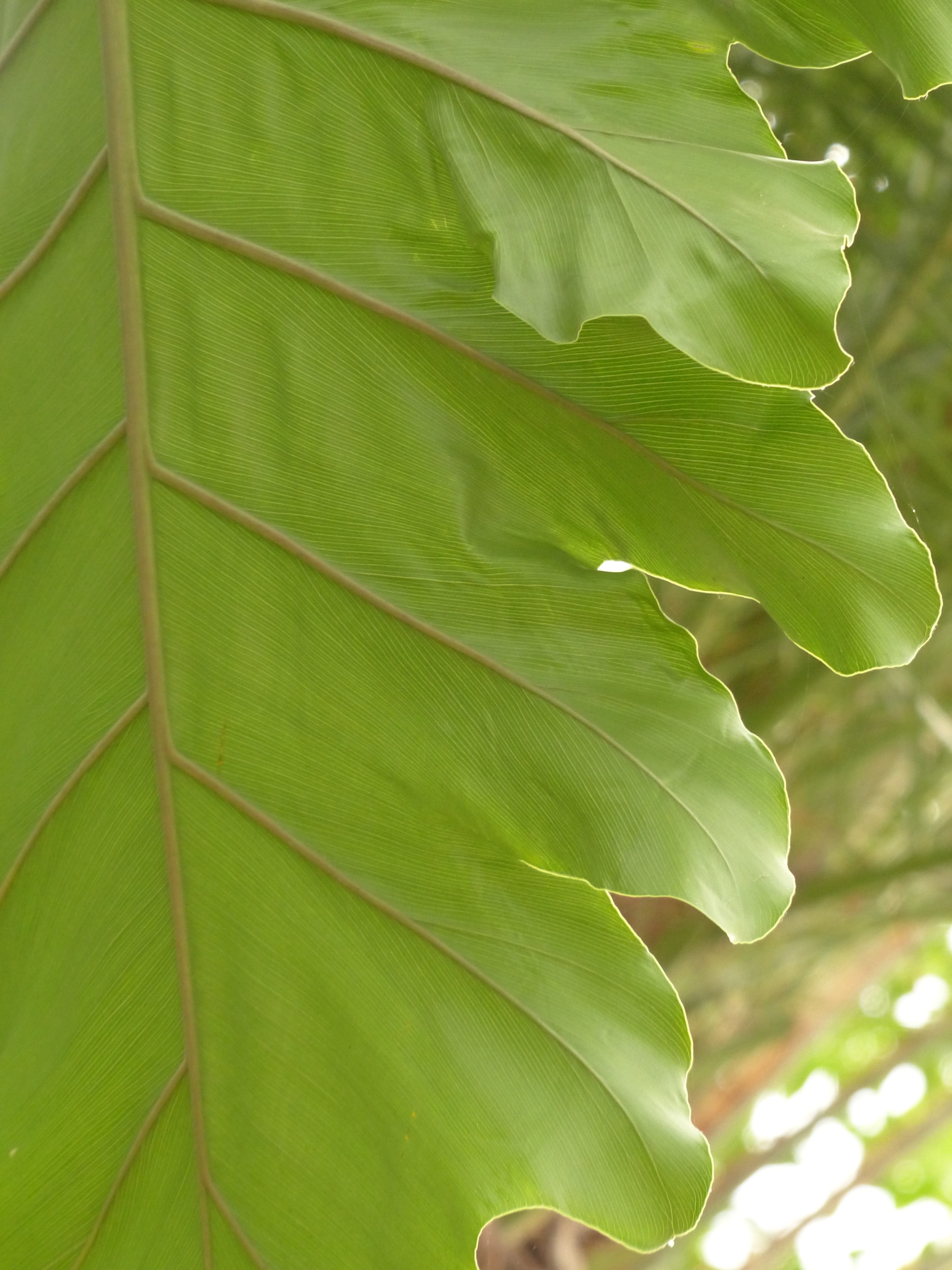 leaflet gap, outdoors, aronstabgewaechs, palm leaf, freshness, plant part, leathery, philodendron, leaf vein, tree philodendron, Leaf, green, no people, Phone HD Wallpaper