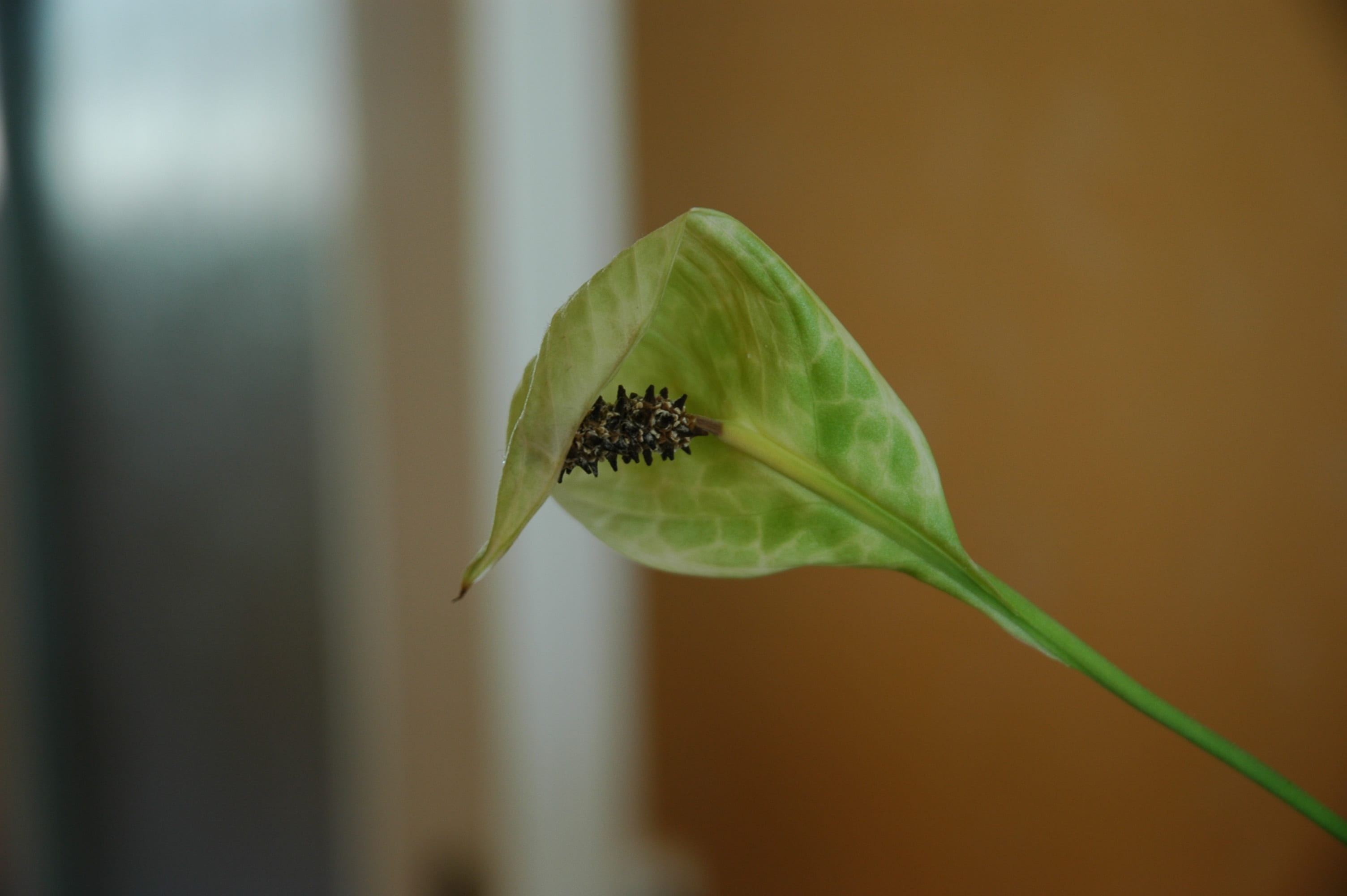sepal, no people, freshness, plant part, flower, plants, bud, day, flora, flowering plant, green color, plant stem, beginnings, outdoors, foliage, plant, HD Wallpaper