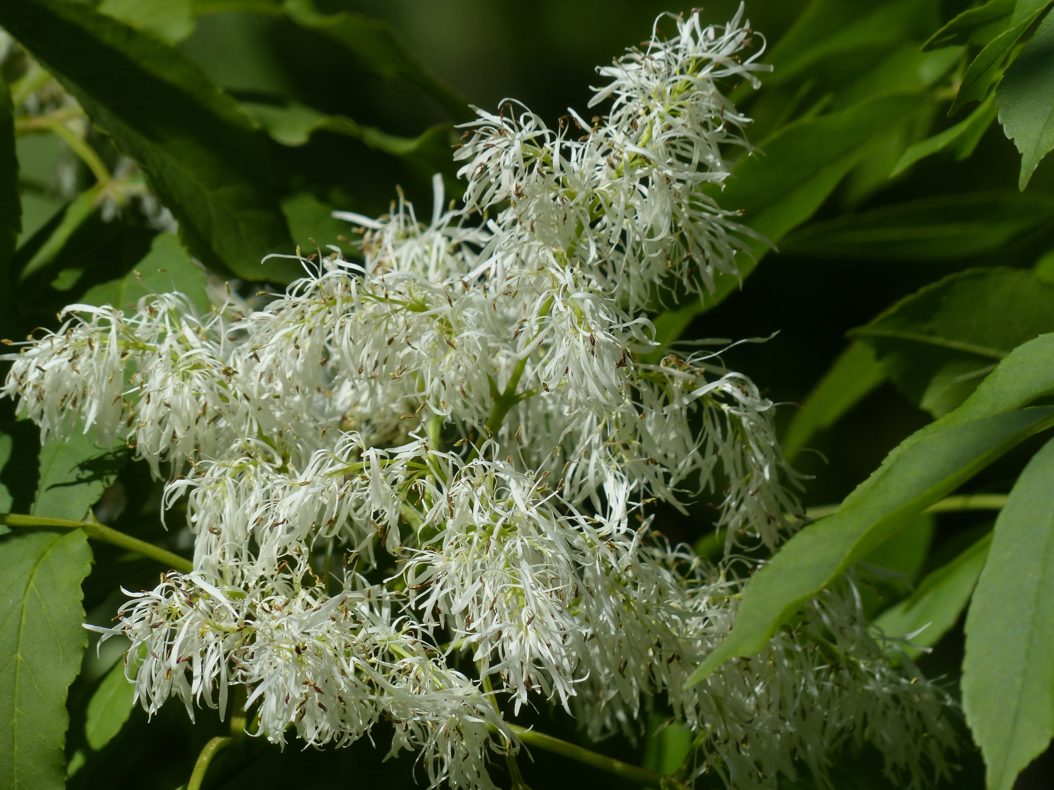 flower, food, white, selective focus, fragility, federbuschig, leaf, outdoors, nature, healthy eating, Blossom, food and drink, ash, fraxinus, flowers ash, HD Wallpaper